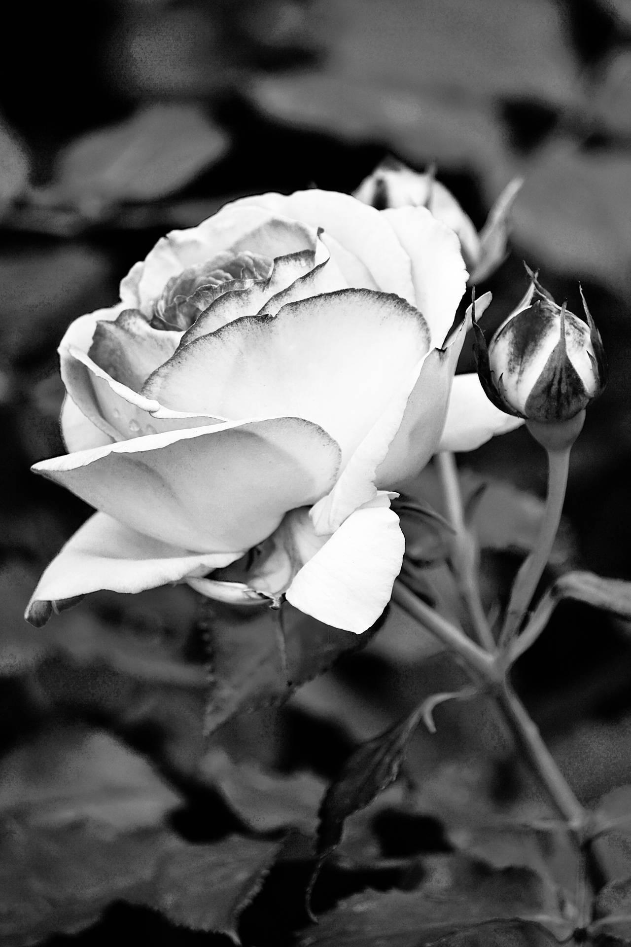 1280x1920 Black And White Wallpaper & Background For FREE