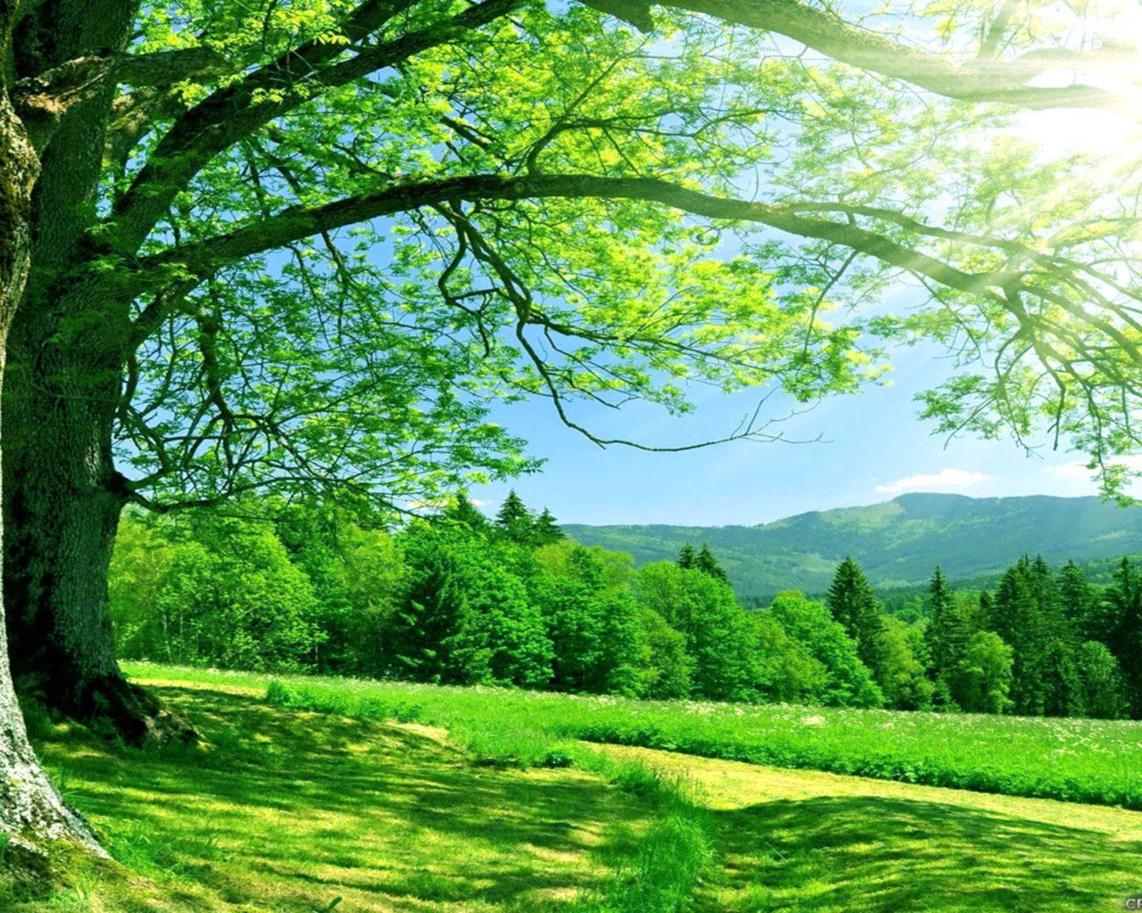1280x1024 Nature Wallpapers - Top Free 1280x1024 Nature Backgrounds ...