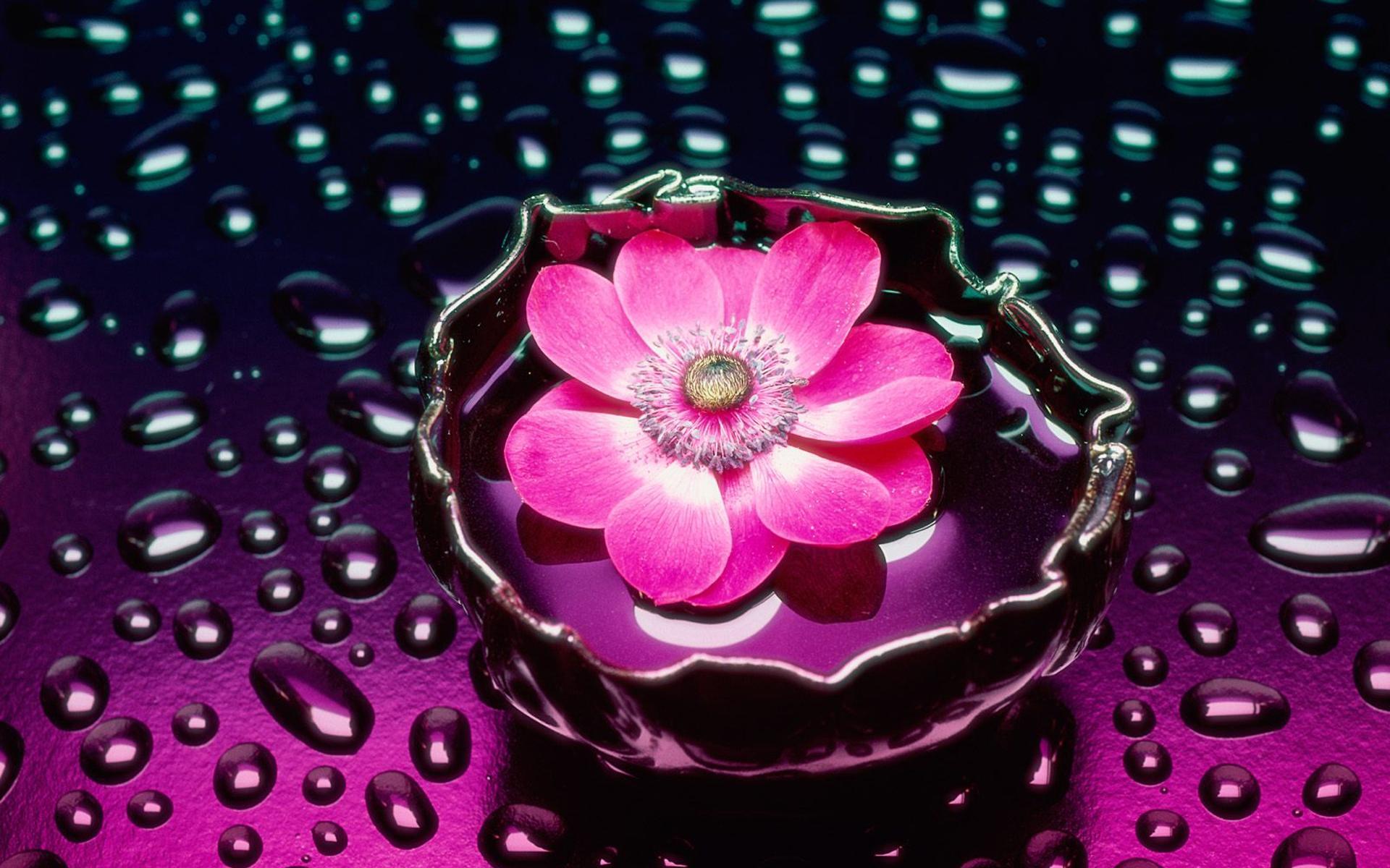 Water and Flower Wallpapers Top Free Water and Flower Backgrounds