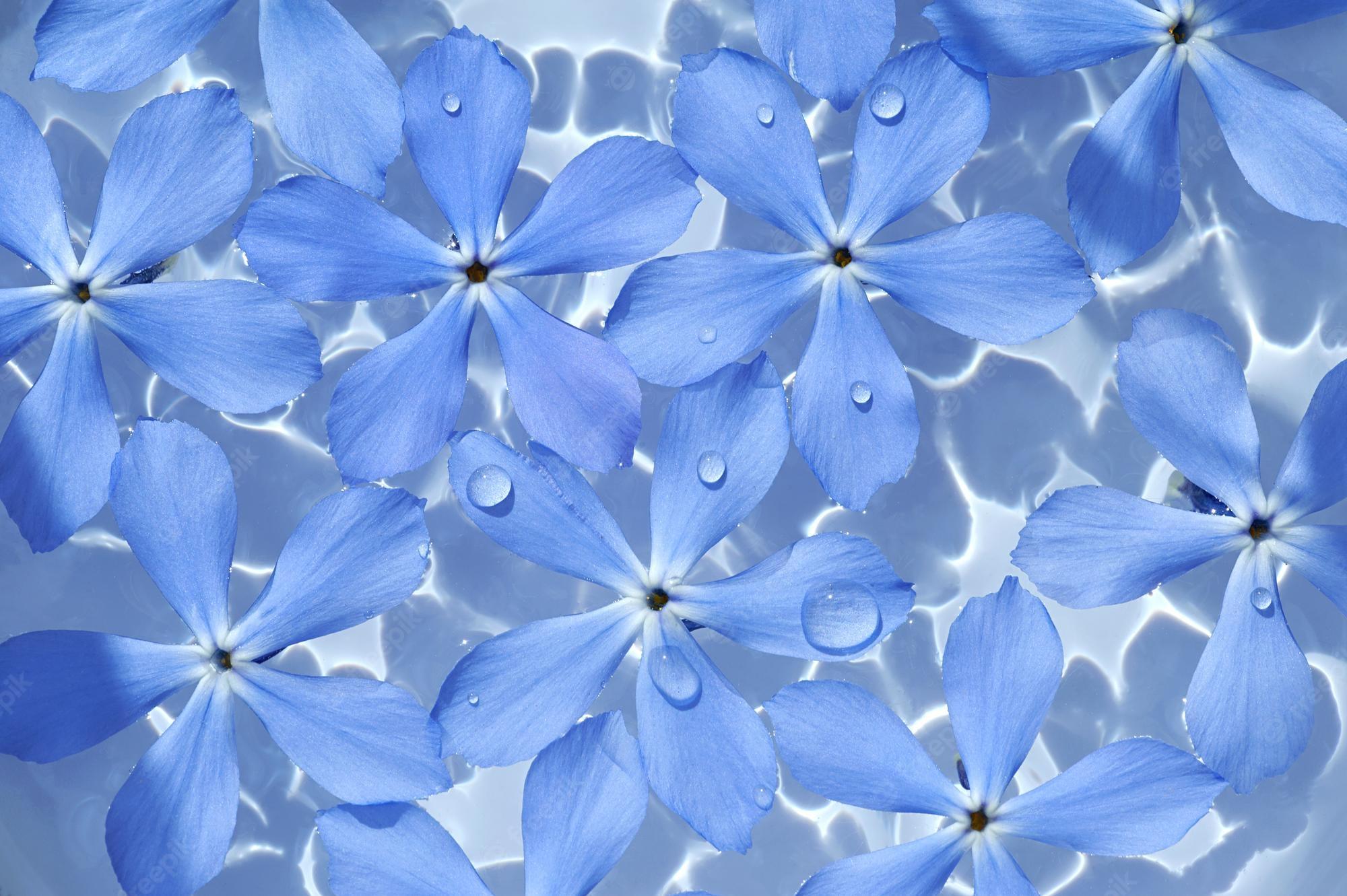 water-and-flower-wallpapers-top-free-water-and-flower-backgrounds