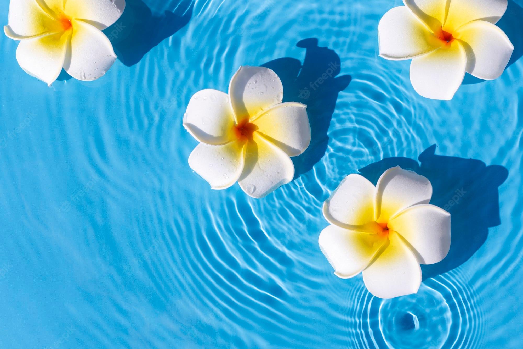 Water and Flower Wallpapers Top Free Water and Flower Backgrounds