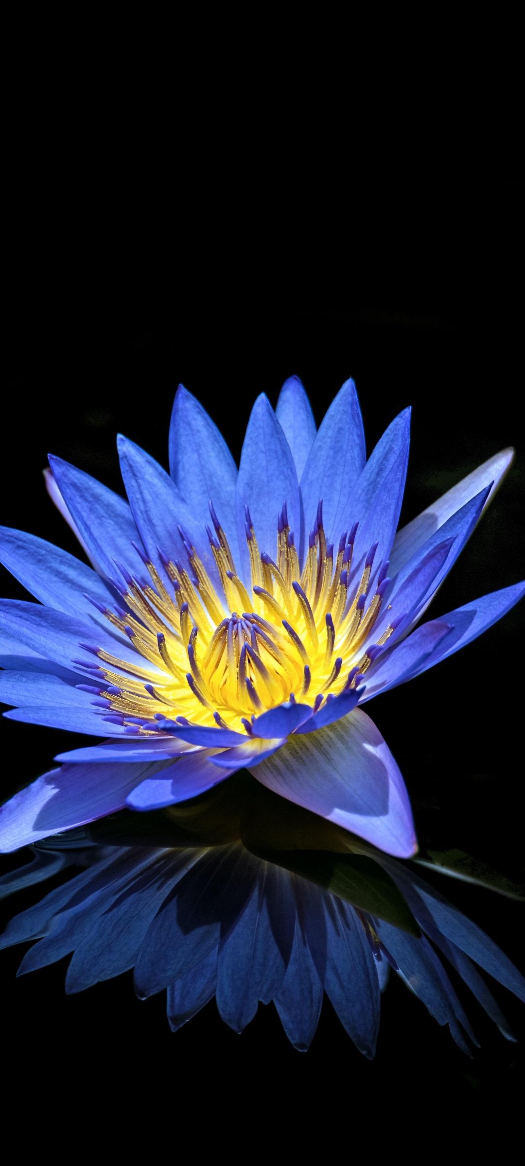 1080x2400 Water Lilly Wallpaper 4K, Blue flower, Flowers