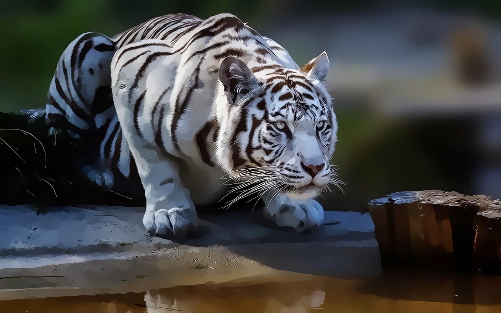 1600x1000 tiger white tigers animals artwork drawing, HD Wallpaper