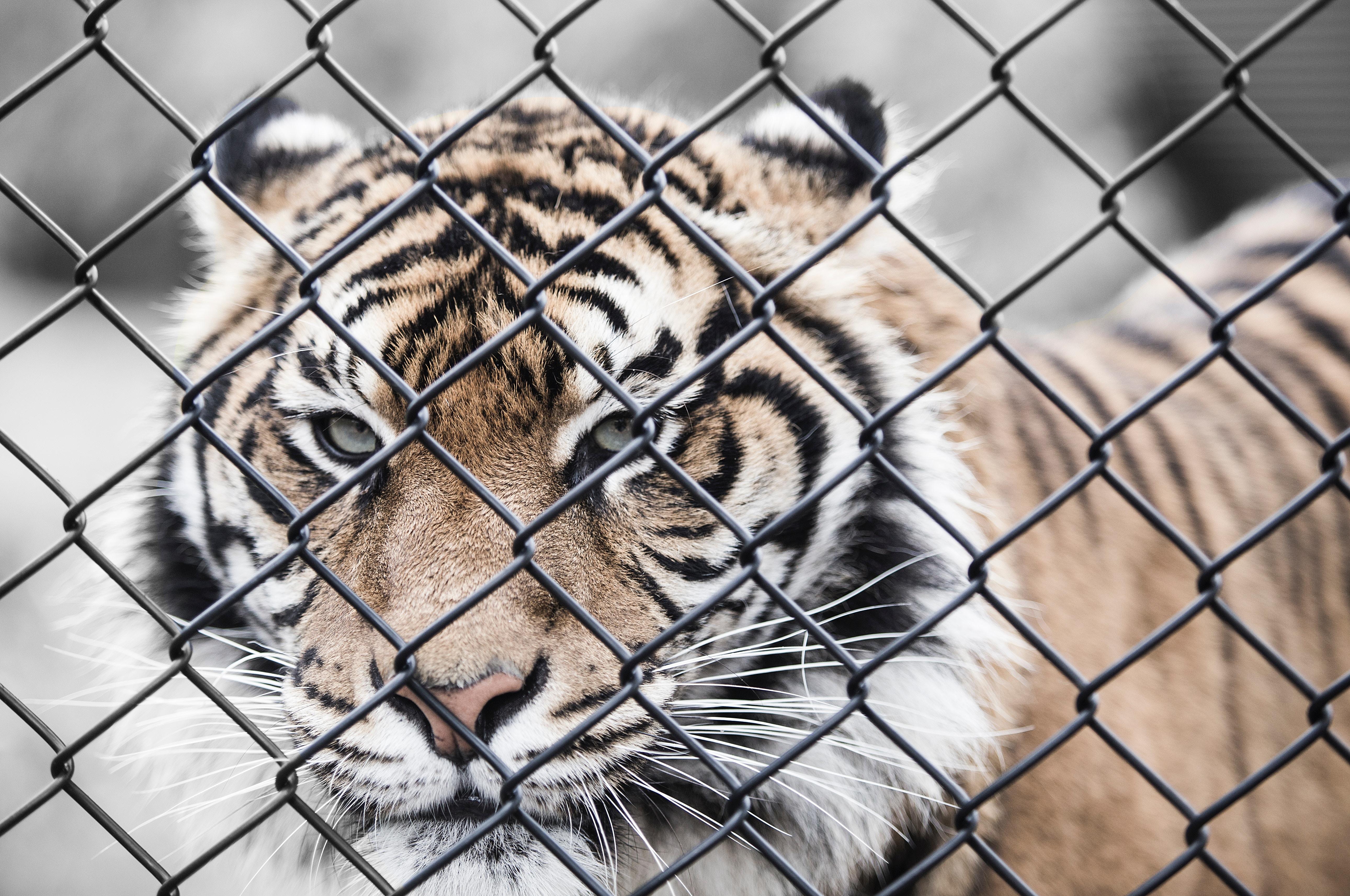 5162x3427 Captive, Cage, Zoo, Tiger, 5K Gallery HD Wallpaper