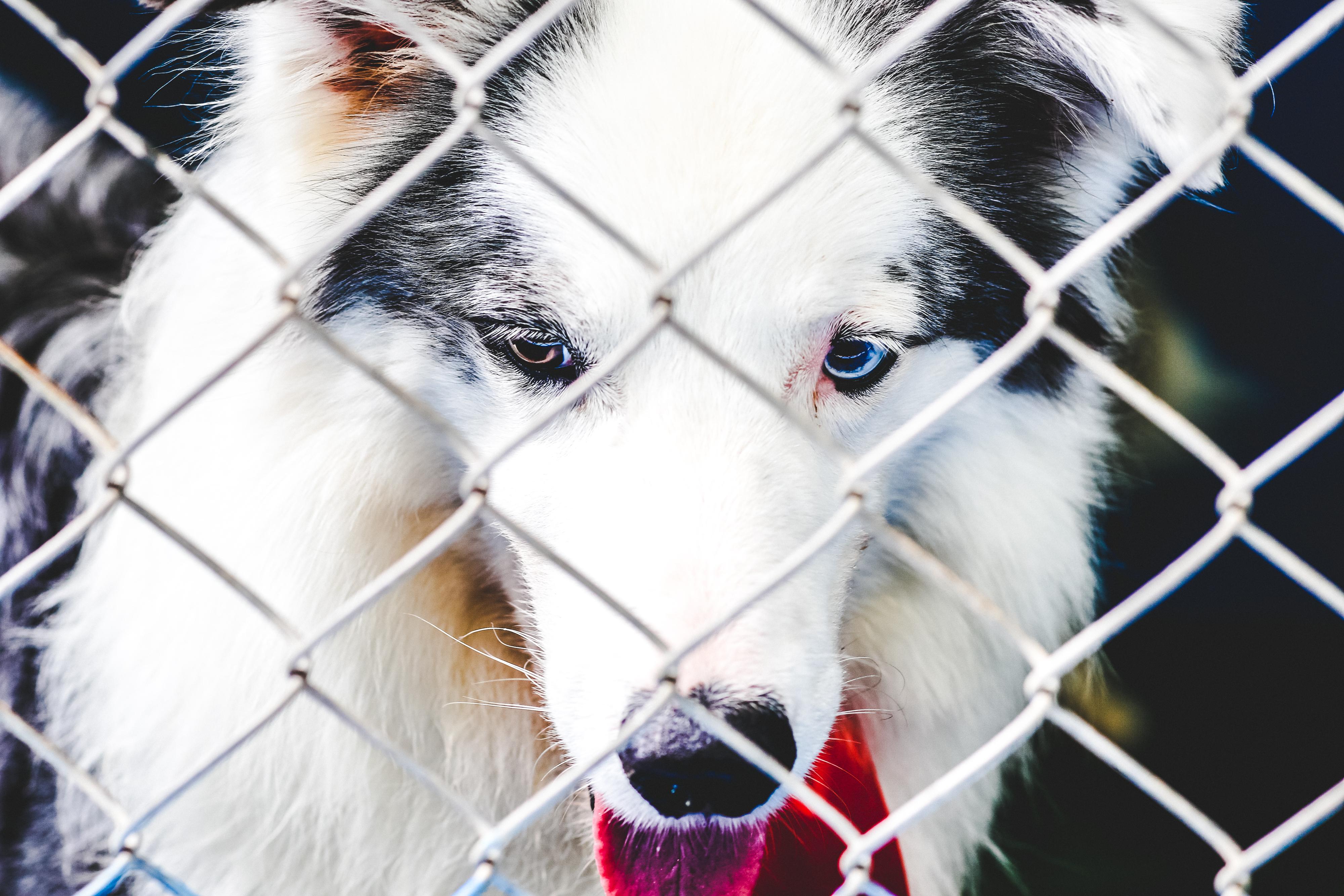4000x2667 Dog In A Cage · Free