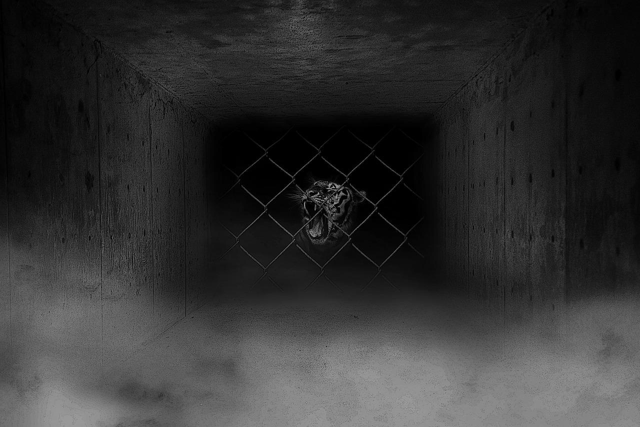 1280x853 Tiger Animal Wallpaper