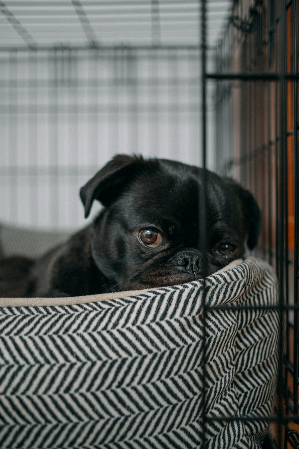 1000x1500 Dog Crate Picture. Download Free Image