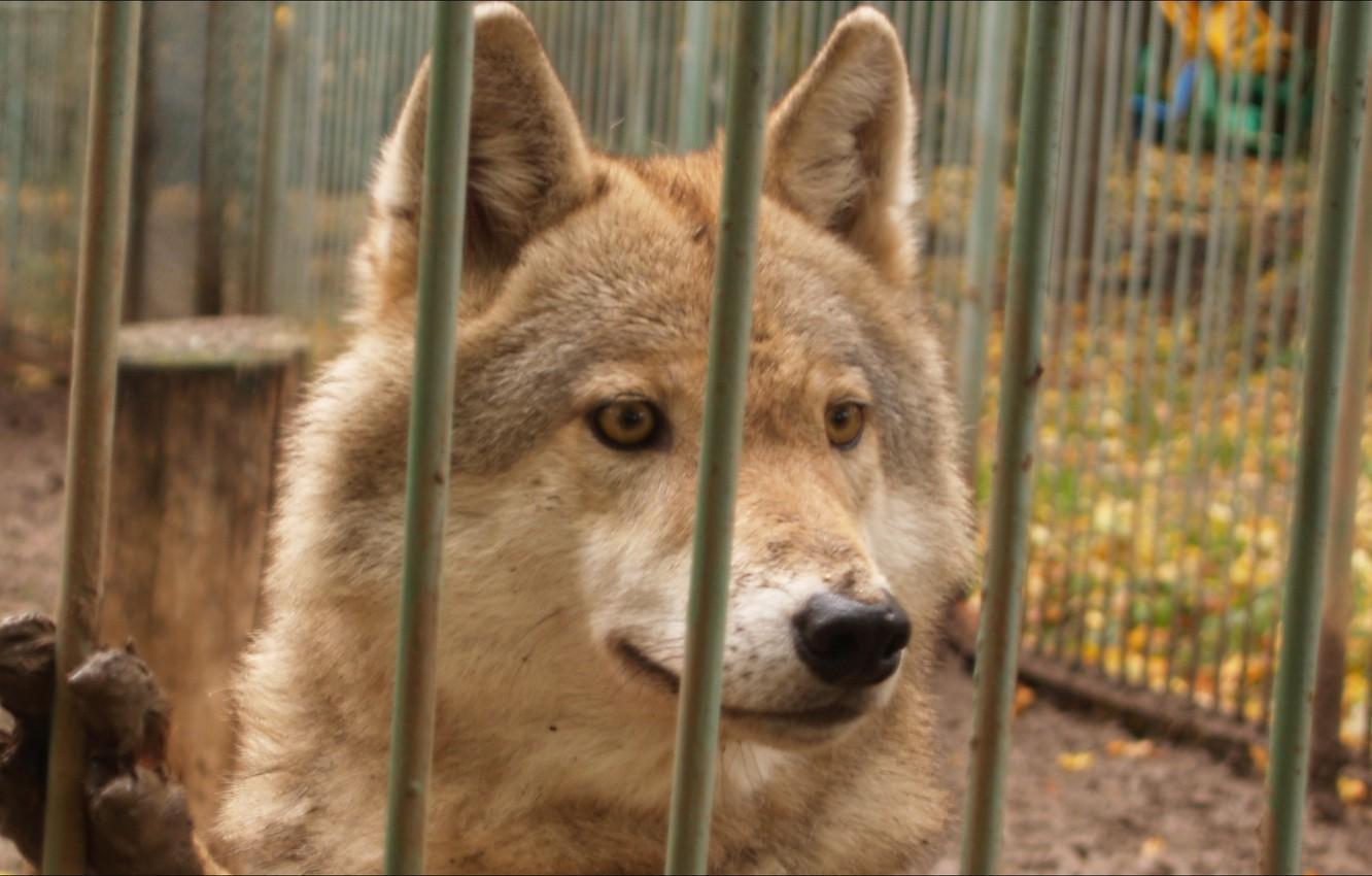 1332x850 Wallpaper eyes, wolf, Animals, cage image for desktop, section животные