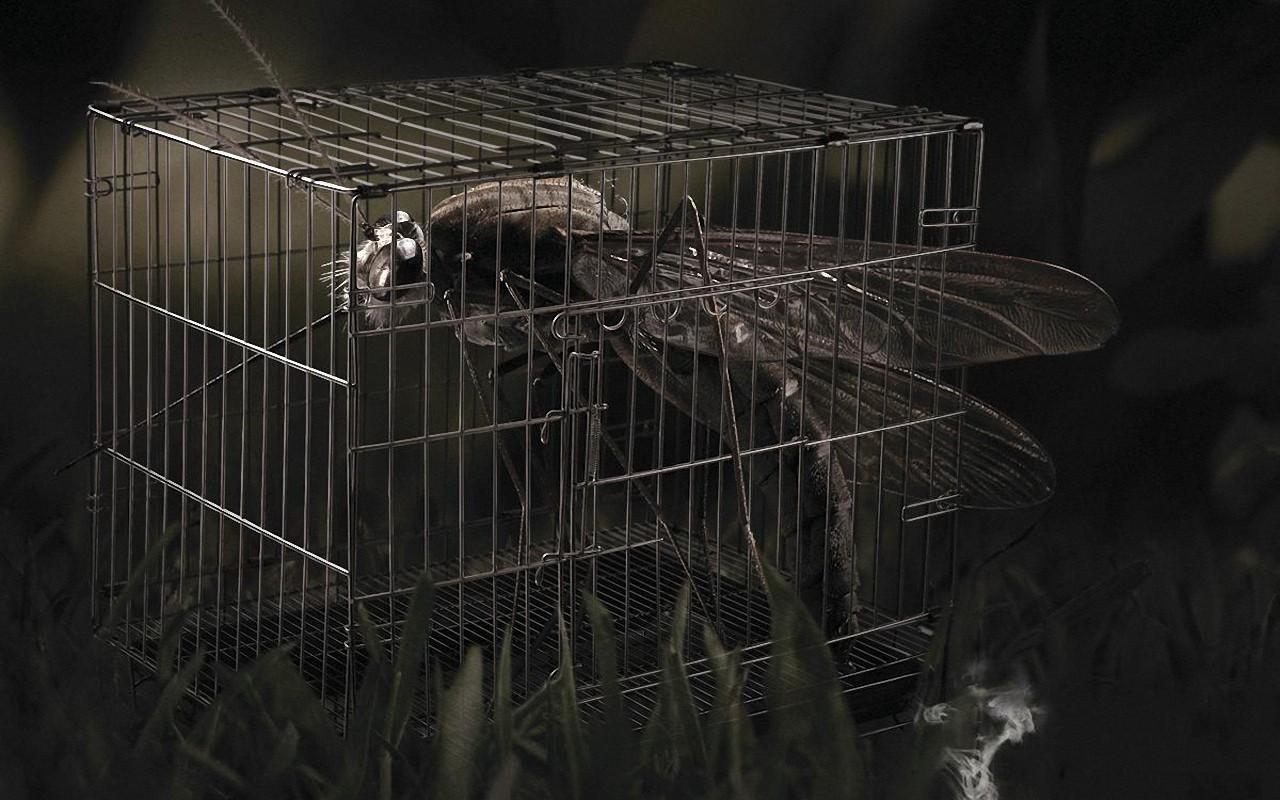 1280x800 Dragonfly in a cage Desktop wallpaper 1280x800