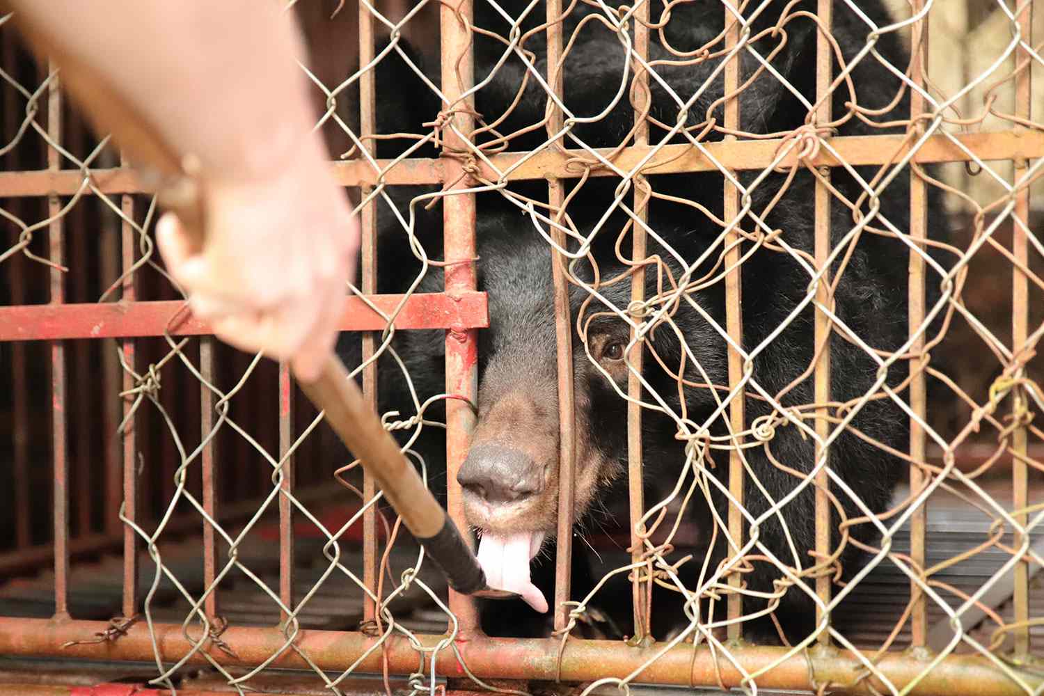 1500x1000 Bear Named Paddington Rescued from Tiny Cage at Bile Farm in Vietnam