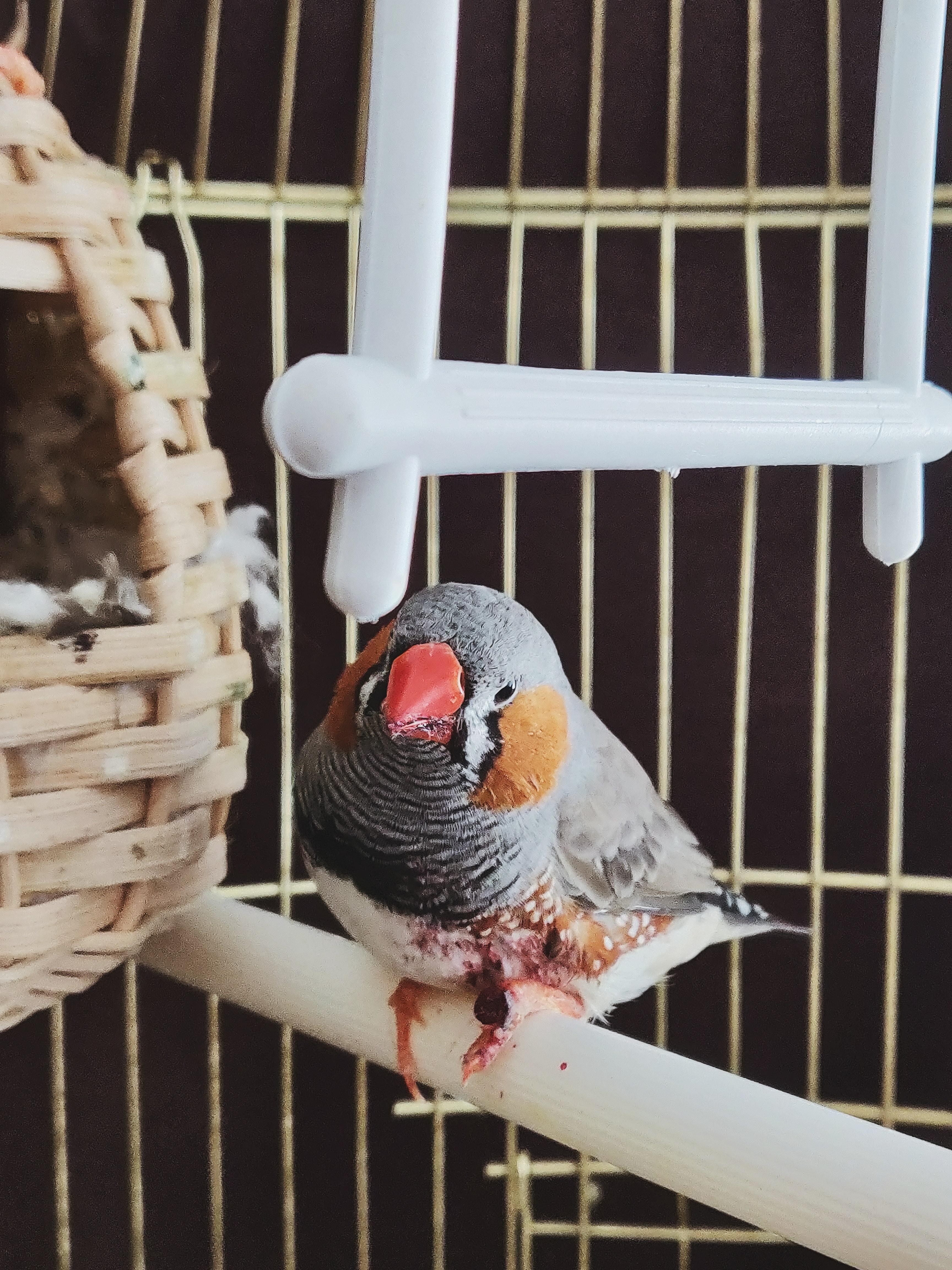 3456x4608 Bird Cage Photo, Download Free Bird Cage & HD Image