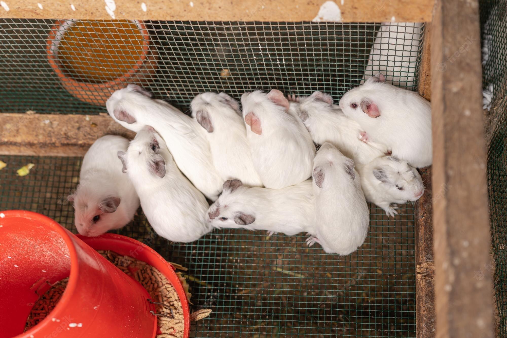 2000x1333 Rabbit Cage Image