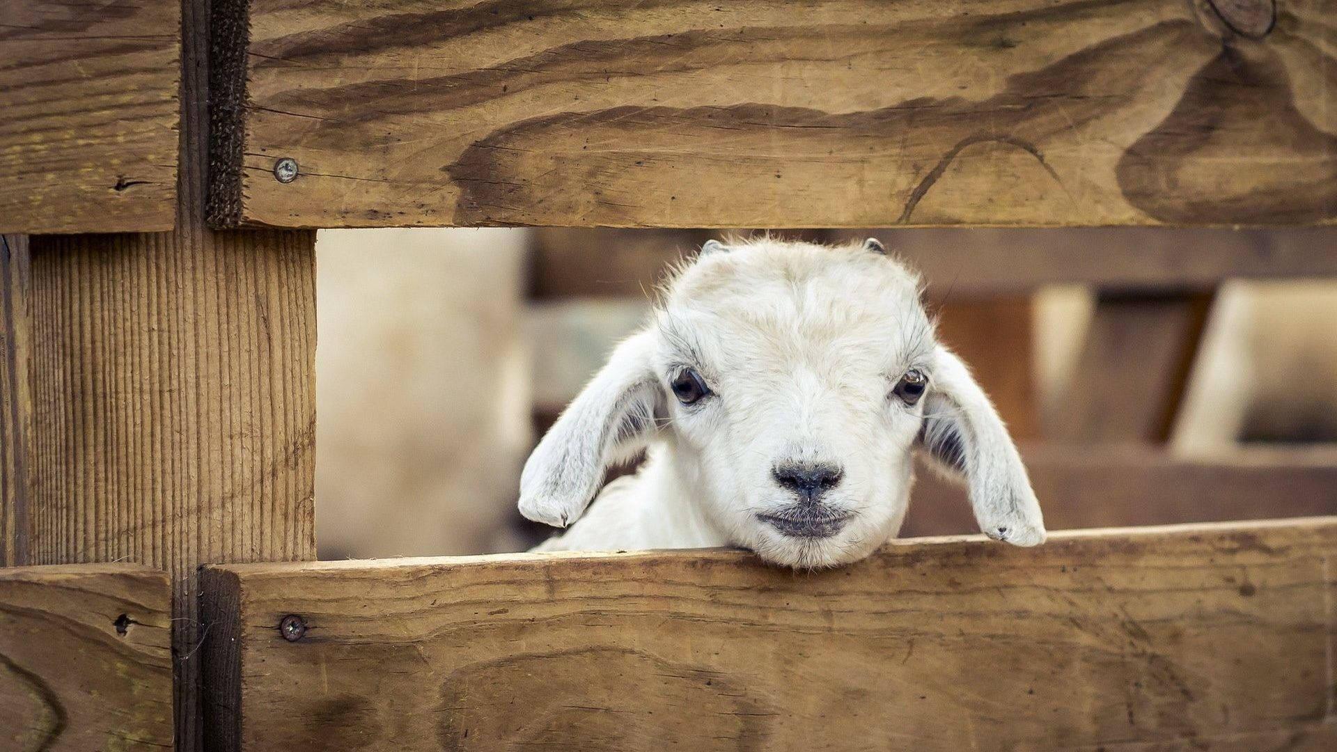 1920x1080 Download Baby Goat In Wooden Cage Wallpaper