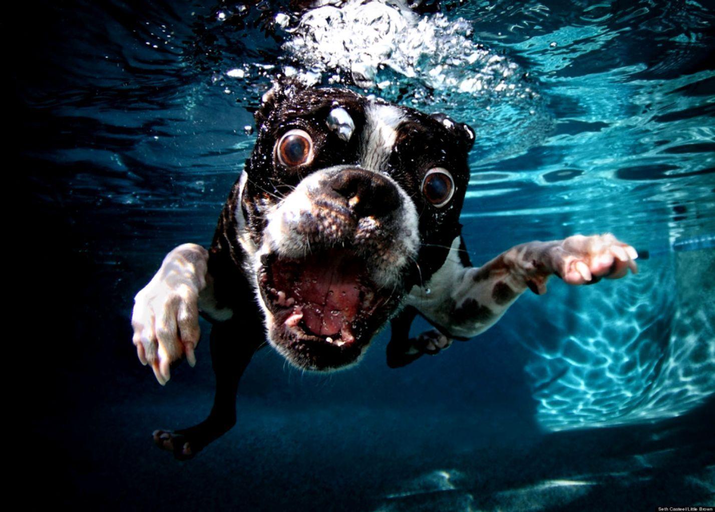 1428x1023 Swimming Dogs Wallpaper
