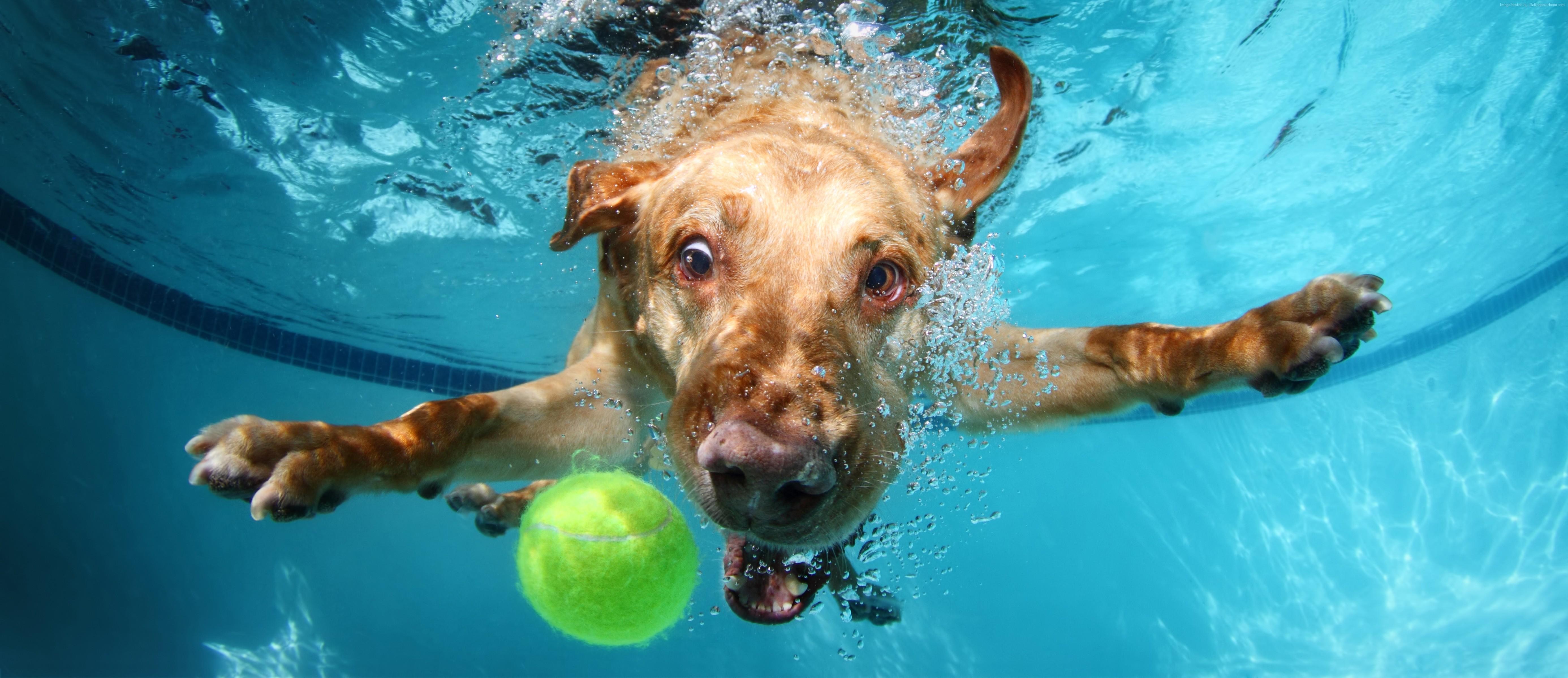 5544x2400 Labrador, cute animals, funny, underwater, dog Gallery HD Wallpaper