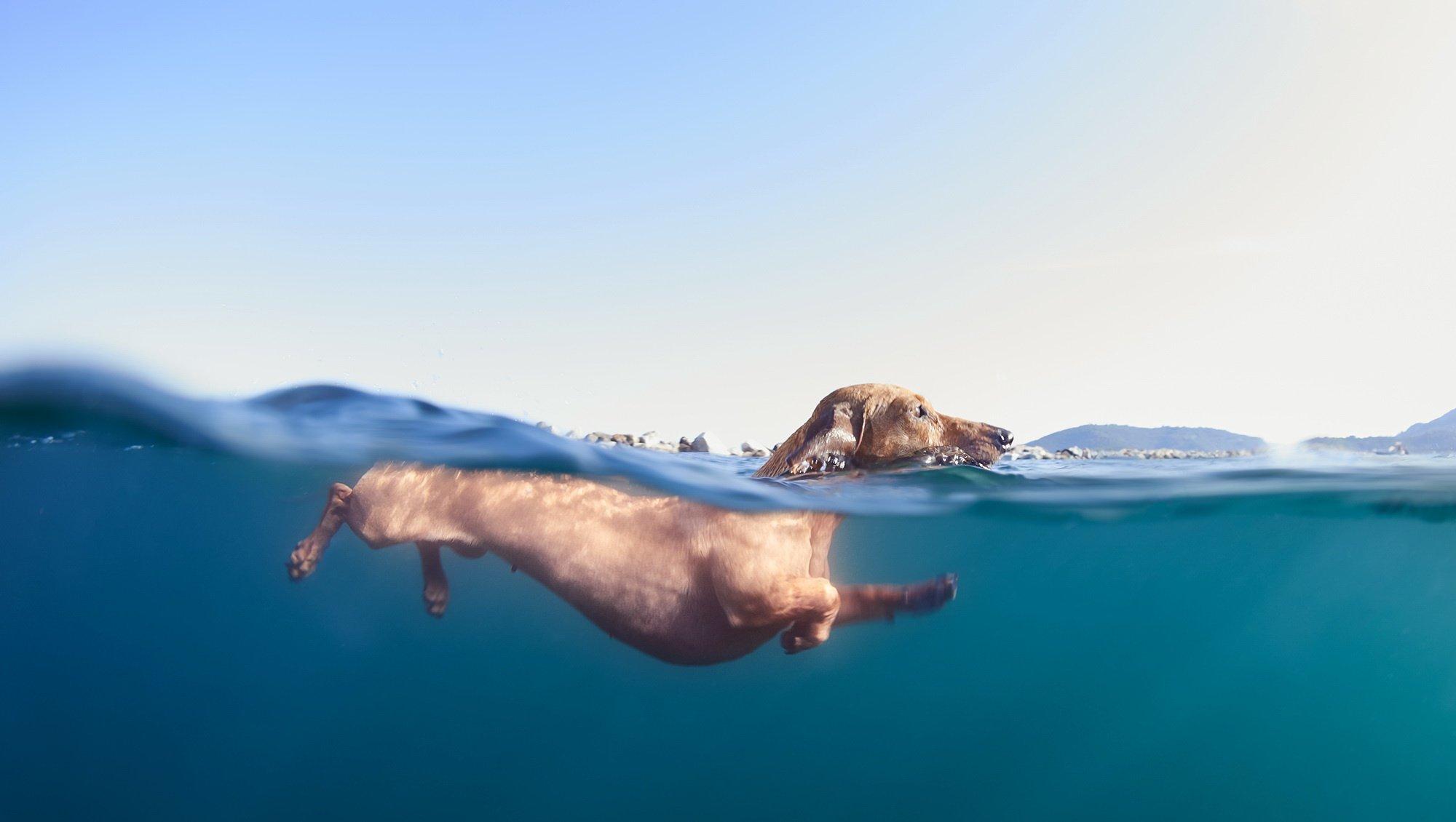 2000x1130 water, Underwater, Dog, Animals Wallpaper HD / Desktop and Mobile Background