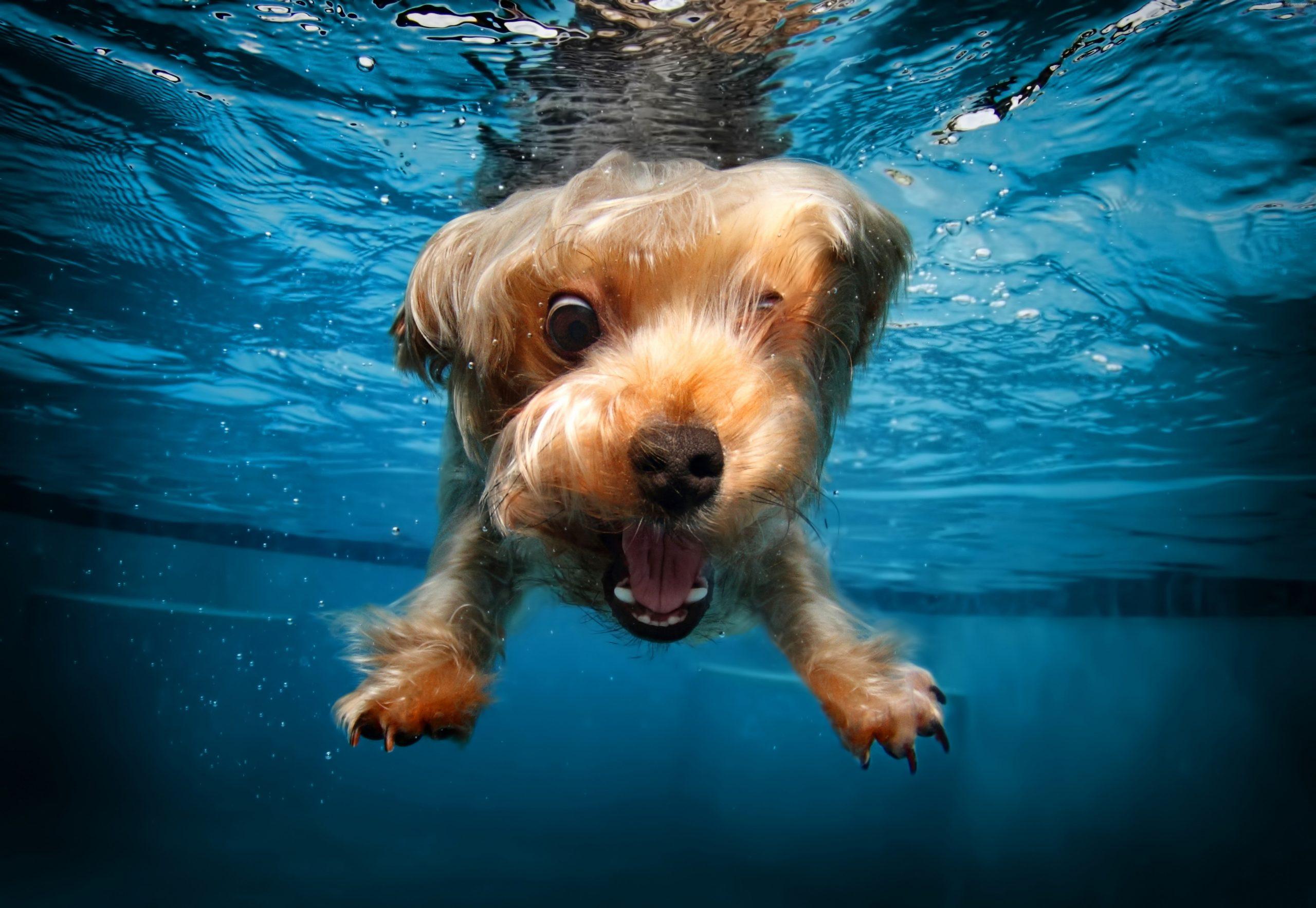 2560x1767 Cute Animals, Terrier, Funny, Dog, Underwater, Canine, One Animal Wallpaper