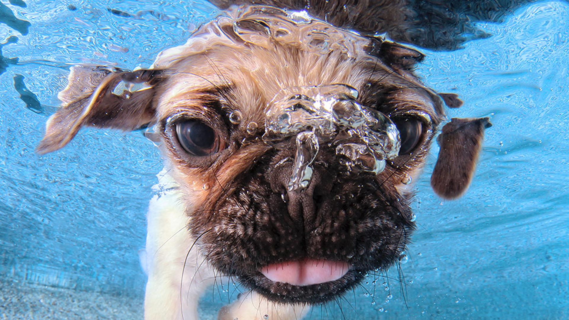 1920x1080 Underwater Puppies': Dive into these photo of canine cuteness