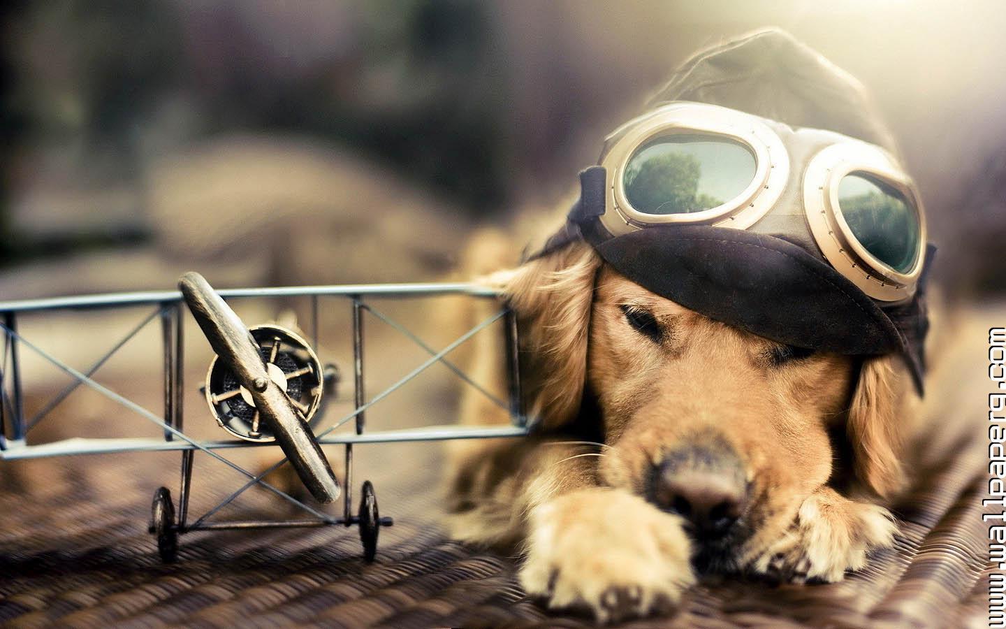 1440x900 Download Golden retriver dog world for your mobile cell phone