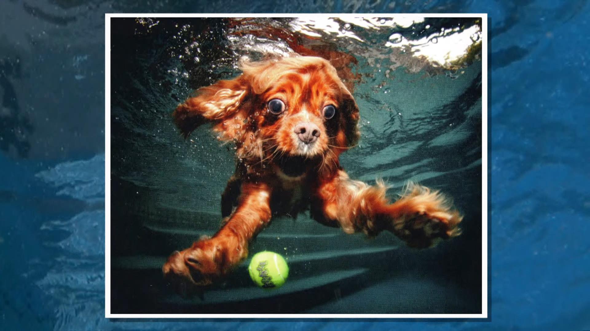 1920x1080 ICYMI: Photo of Underwater Puppies Are Making a Splash