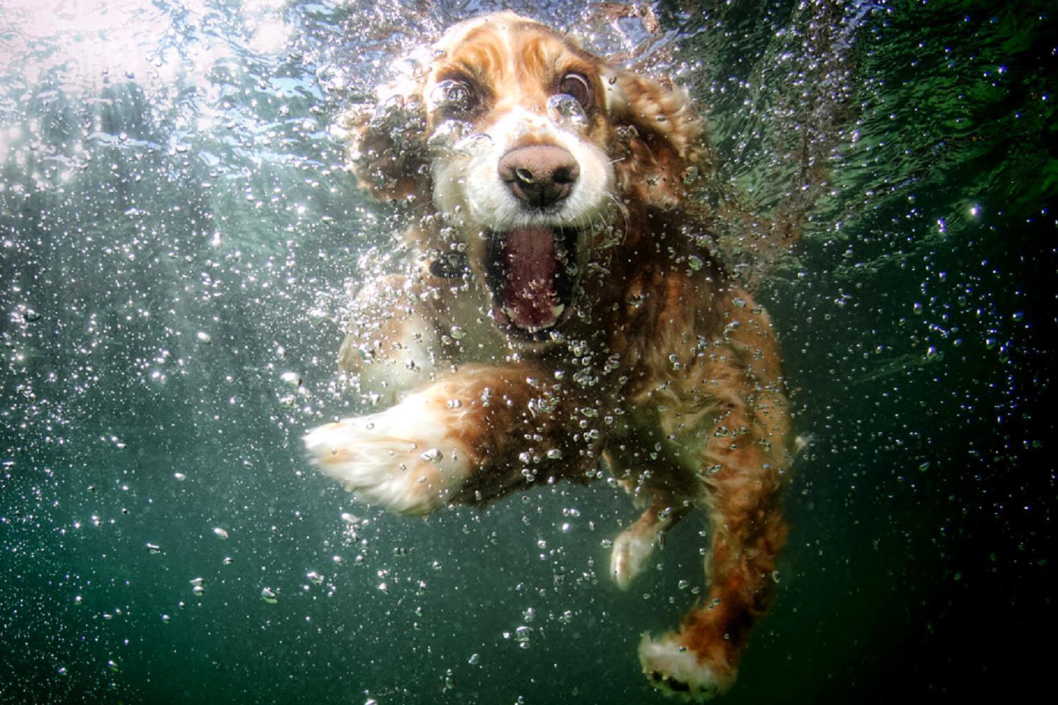 1500x1000 Underwater dogs at play make a splash