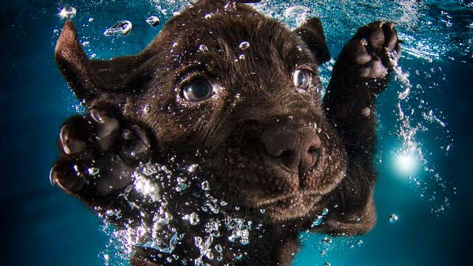 1600x900 PHOTOS: Underwater Puppies New York