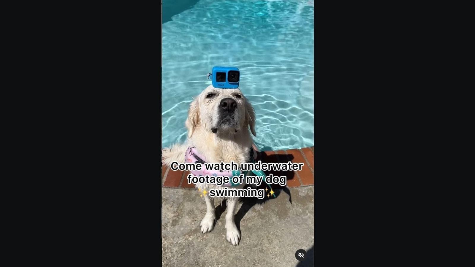 1600x900 Golden Retriever dog swims in pool with human. Watch its underwater footage
