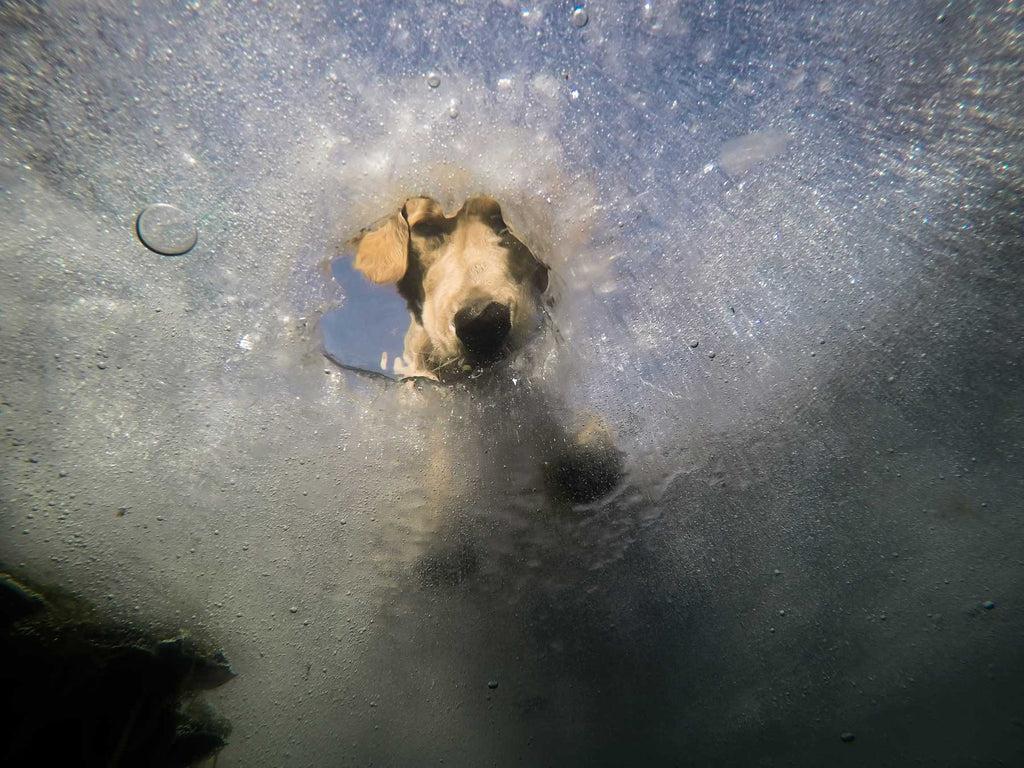 1024x768 How to Photograph Dogs Underwater