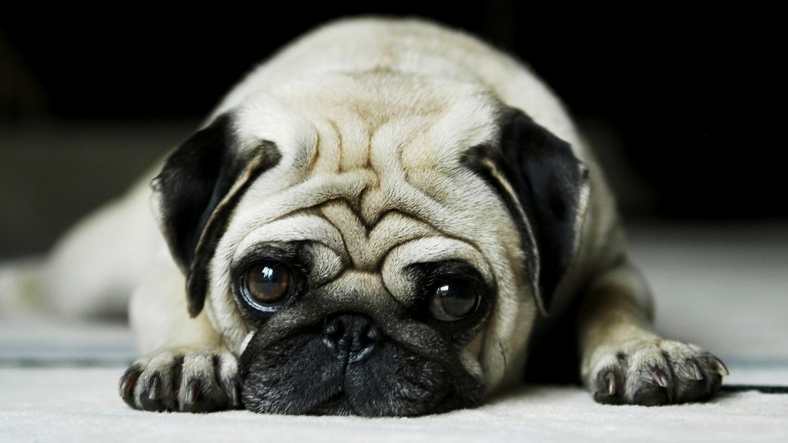 1600x900 Dog Wallpaper HD