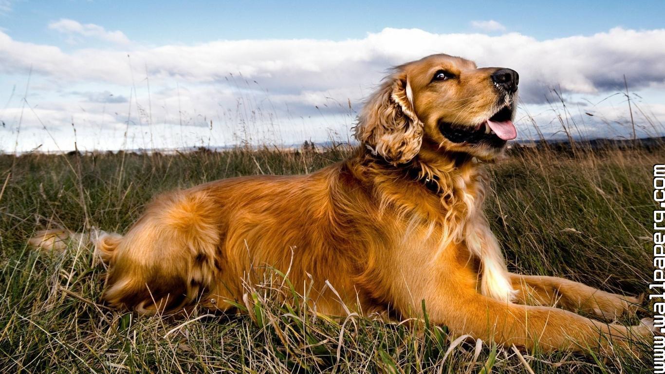 1366x768 Download Orange cocker dog world for your mobile cell phone