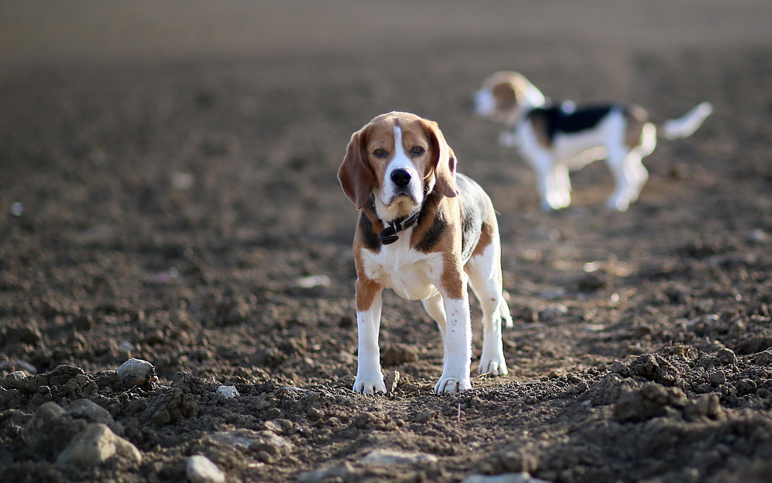 2560x1600 Beagle HD Wallpaper