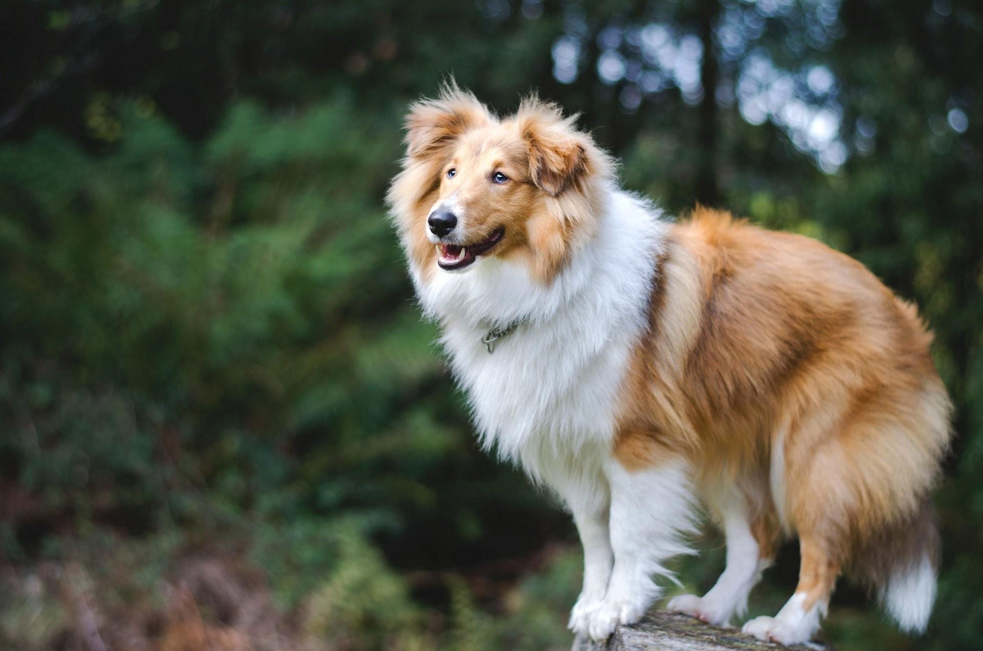 1920x1271 Sheltie Wallpaper