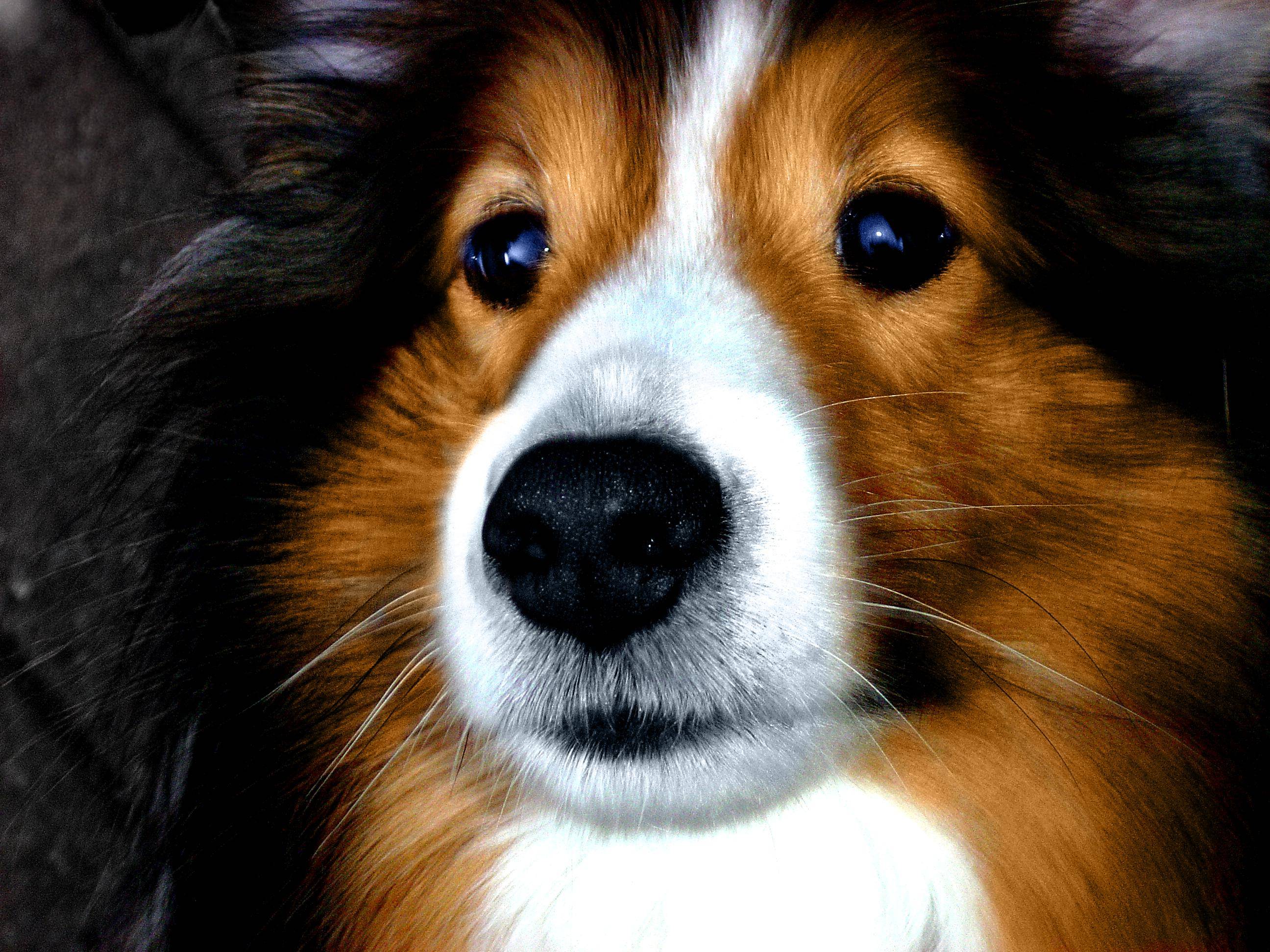 2592x1944 Sheltie Wallpaper