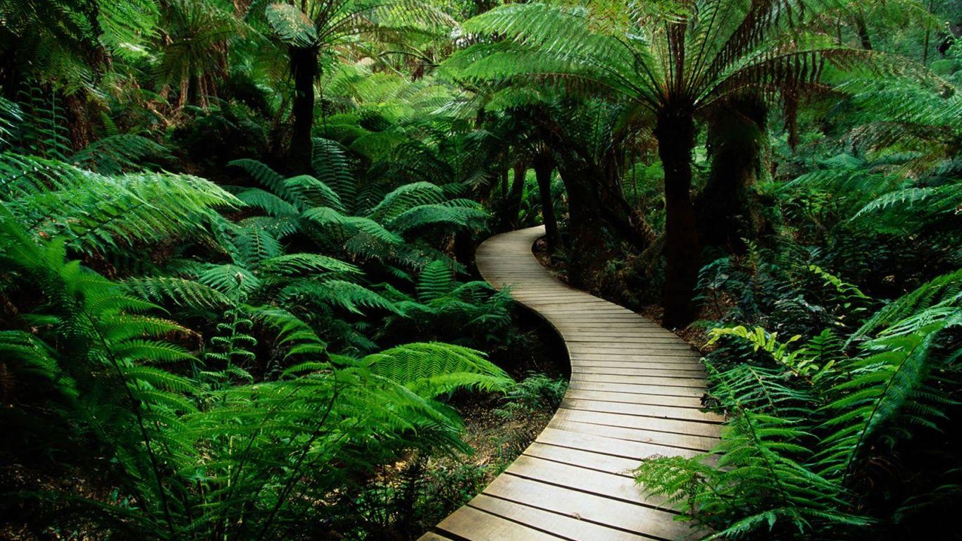 1366x768 Green Nature desktop PC and Mac wallpaper