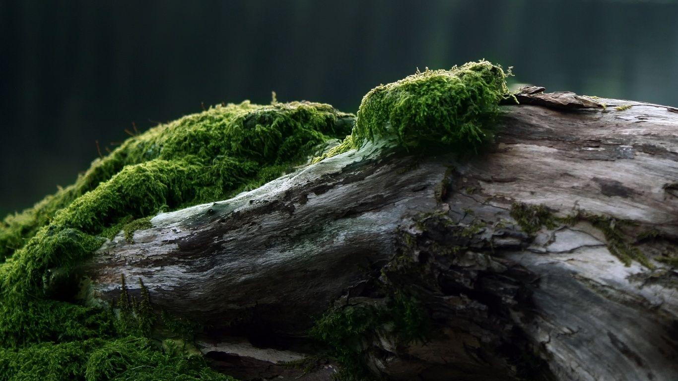 1366x768 Wallpaper Nature