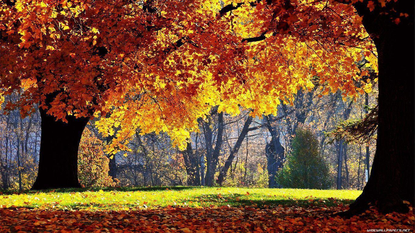 1366x768 Nature Wallpaper 1366x768 , Download 4K Wallpaper For Free