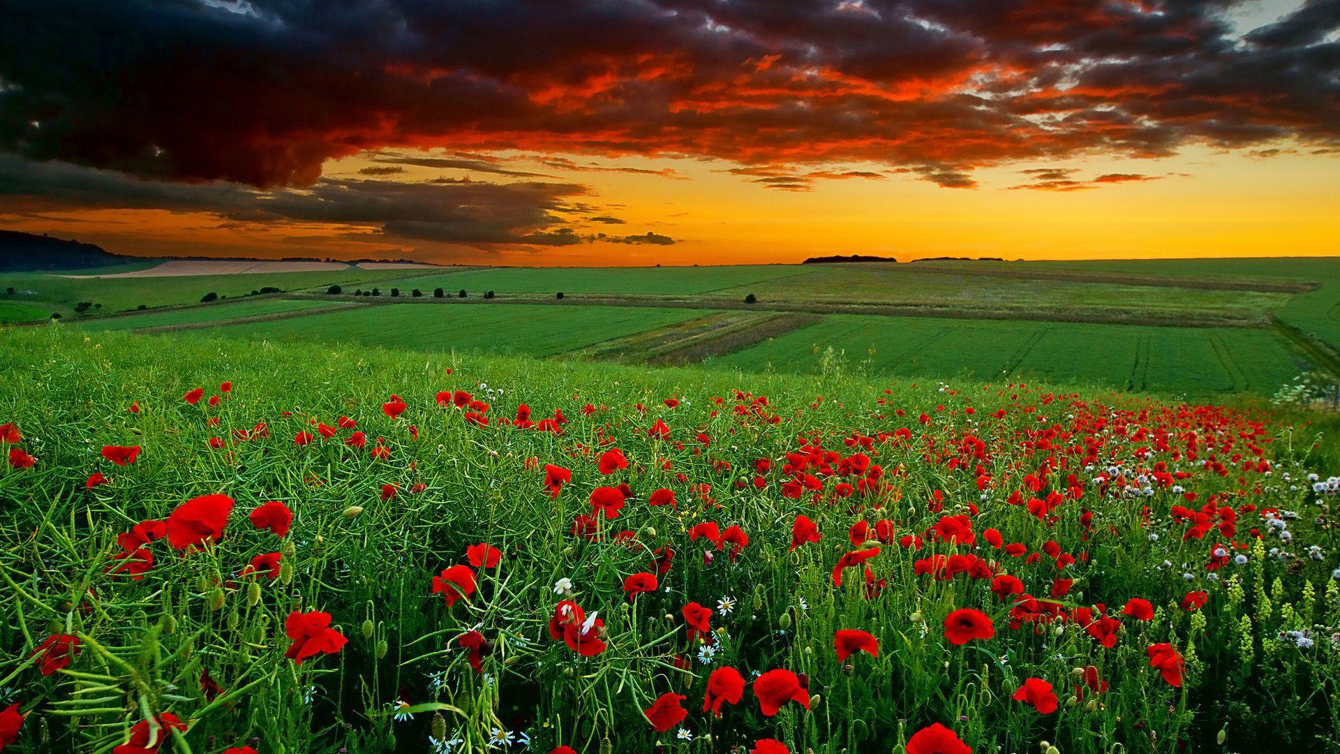 1920x1080 HD Wallpaper 1080p Widescreen 1366x768. HD Wallpaper Full. Nature