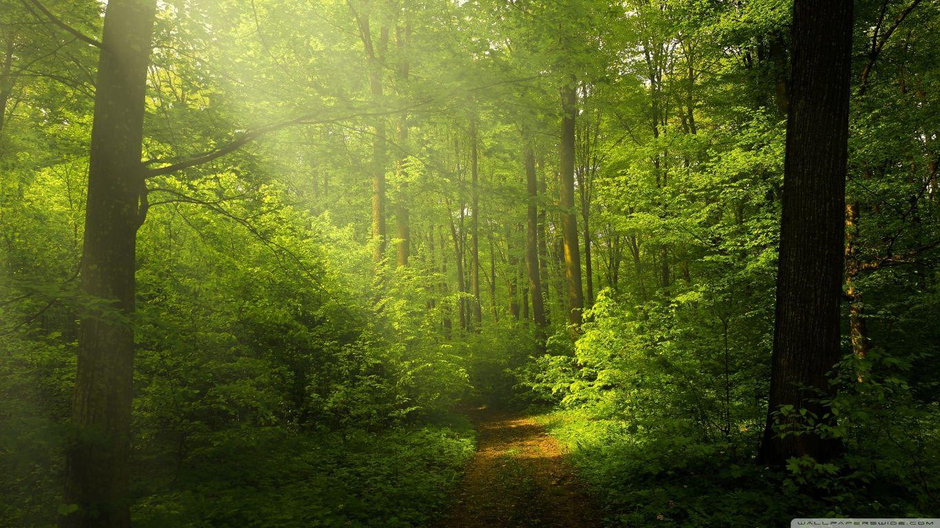1366x768 Beautiful Nature Image, Green Forest ❤ 4K HD Desktop Wallpaper