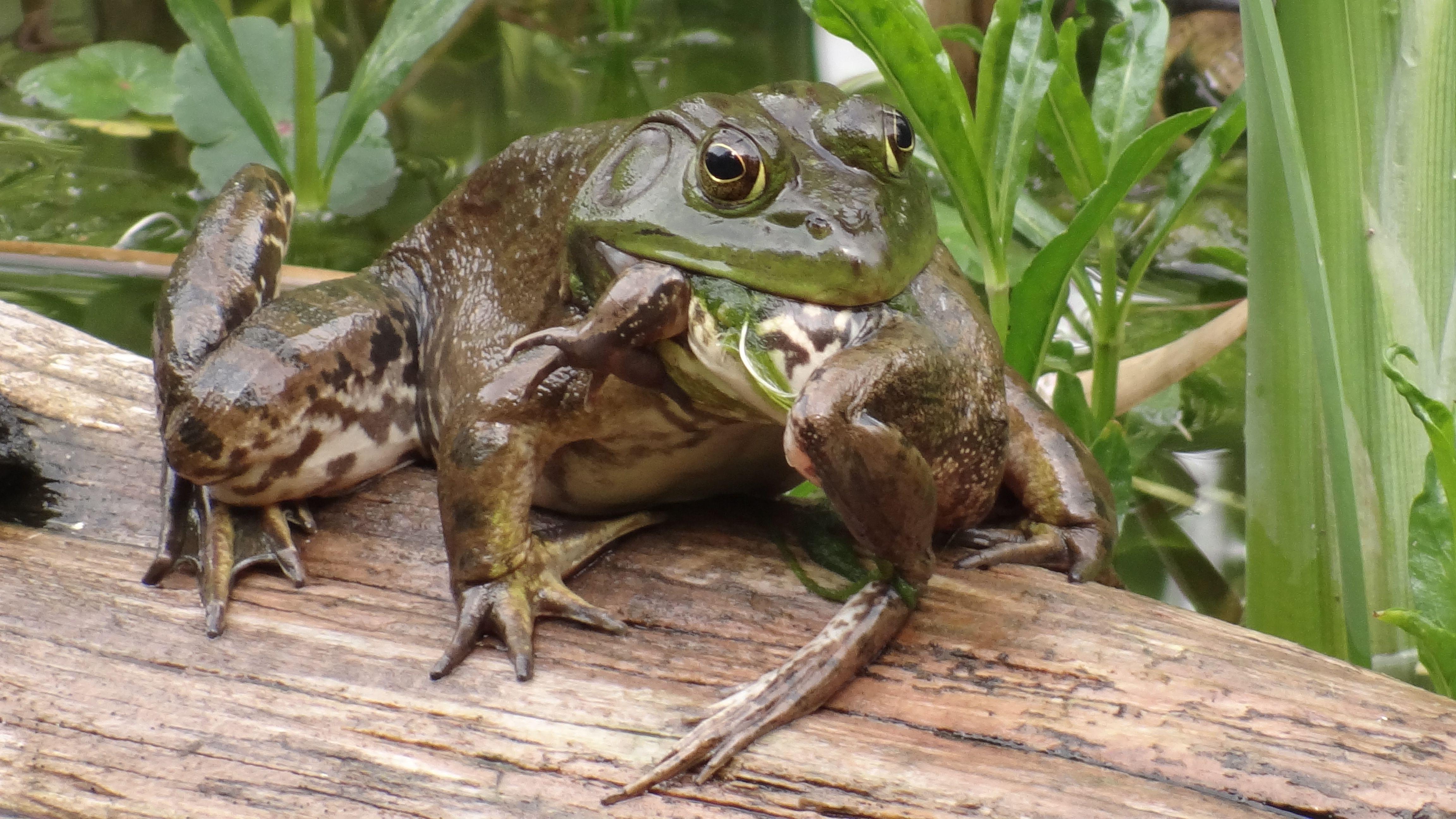 4608x2592 American Bullfrog Wallpaper