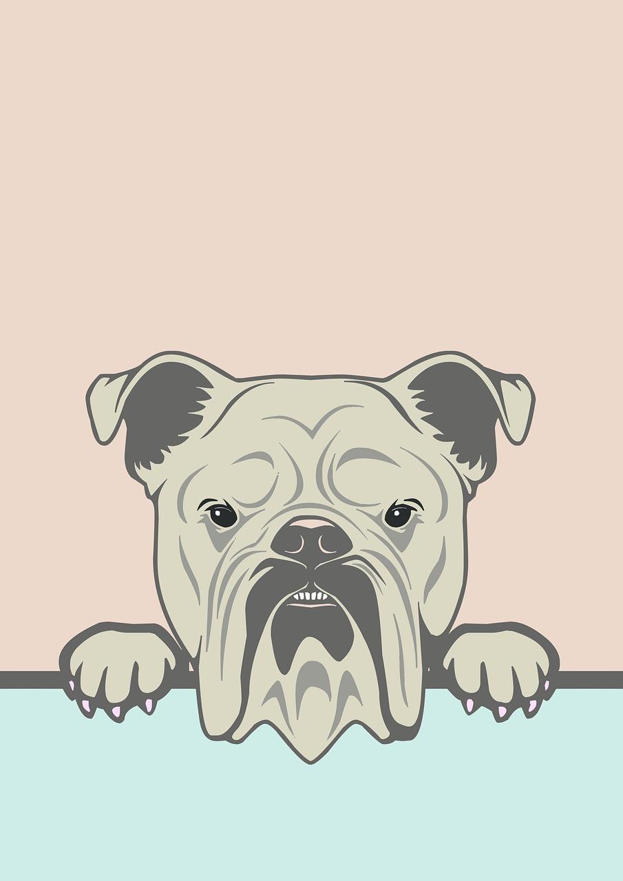 905x1280 English Bulldog Dog