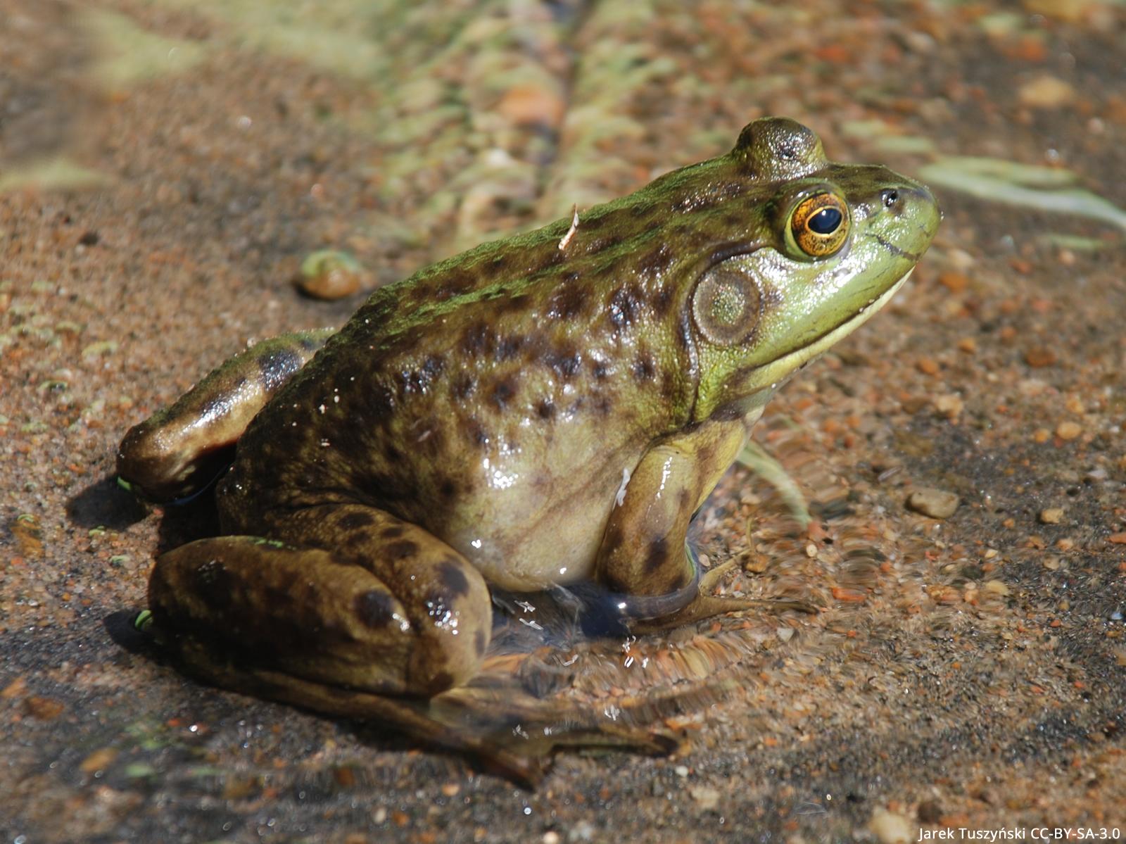 1600x1199 Time For Bullfrogs To Hibernate