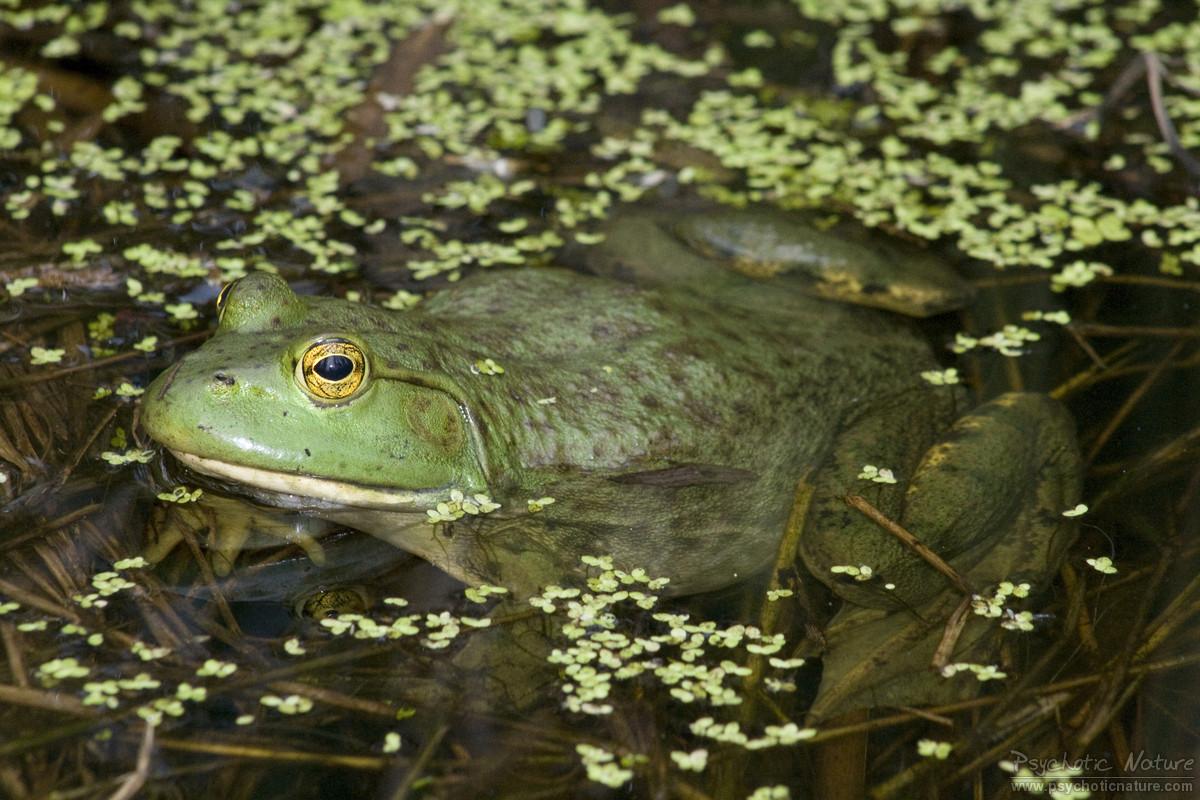 1200x800 American Bullfrog