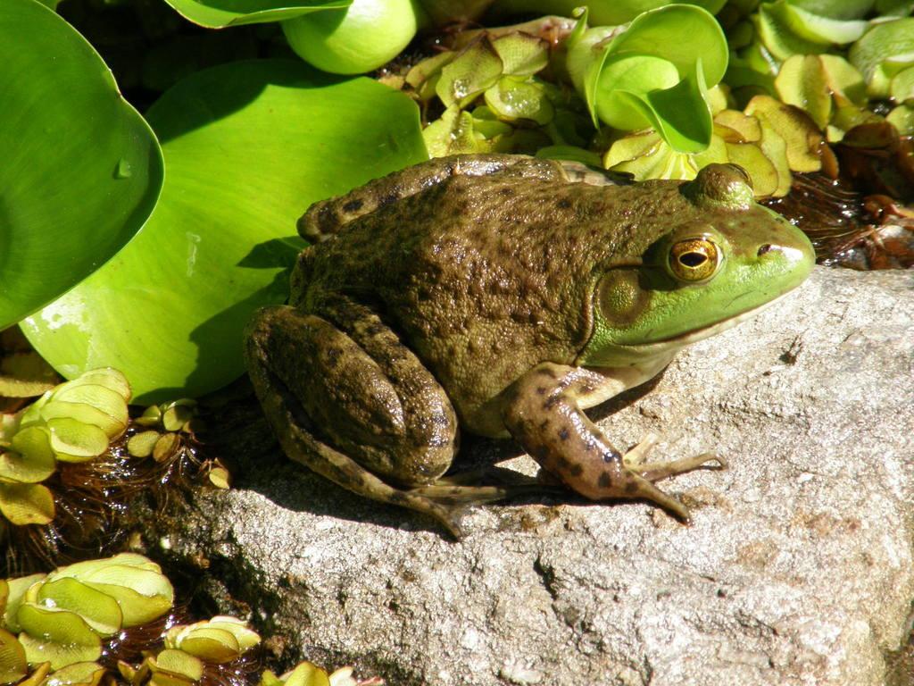 Bullfrog Wallpapers - Top Free Bullfrog Backgrounds - WallpaperAccess