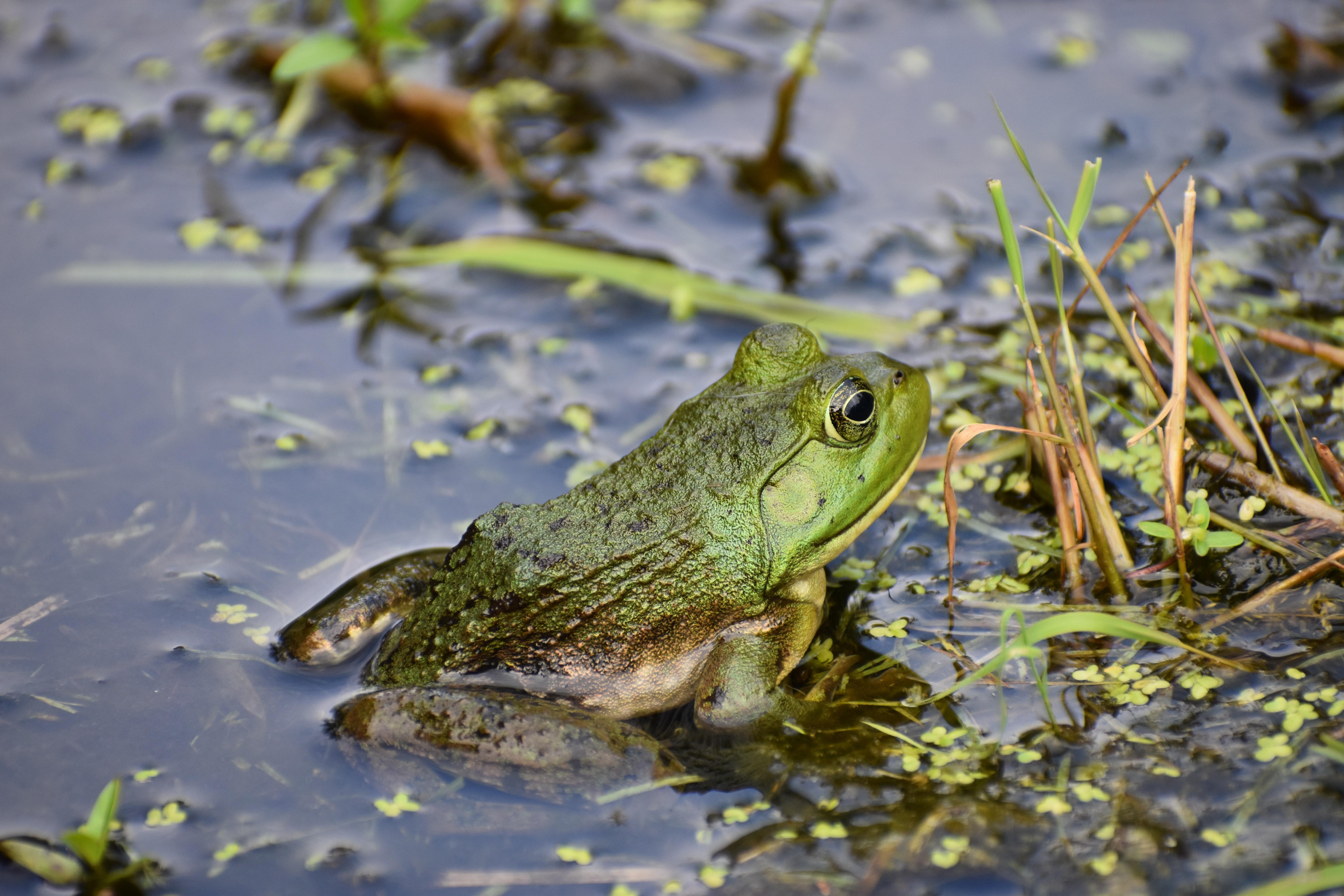 Bullfrog Wallpapers - Top Free Bullfrog Backgrounds - WallpaperAccess