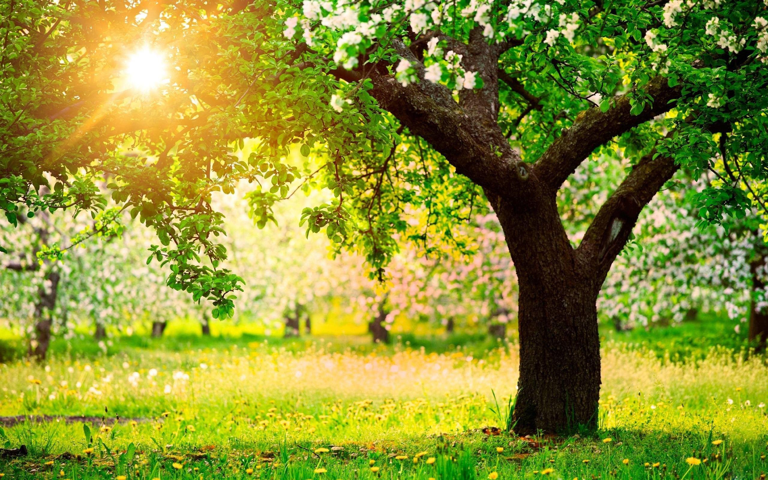 Hình nền máy tính để bàn 2560x1600 Spring Nature Tree