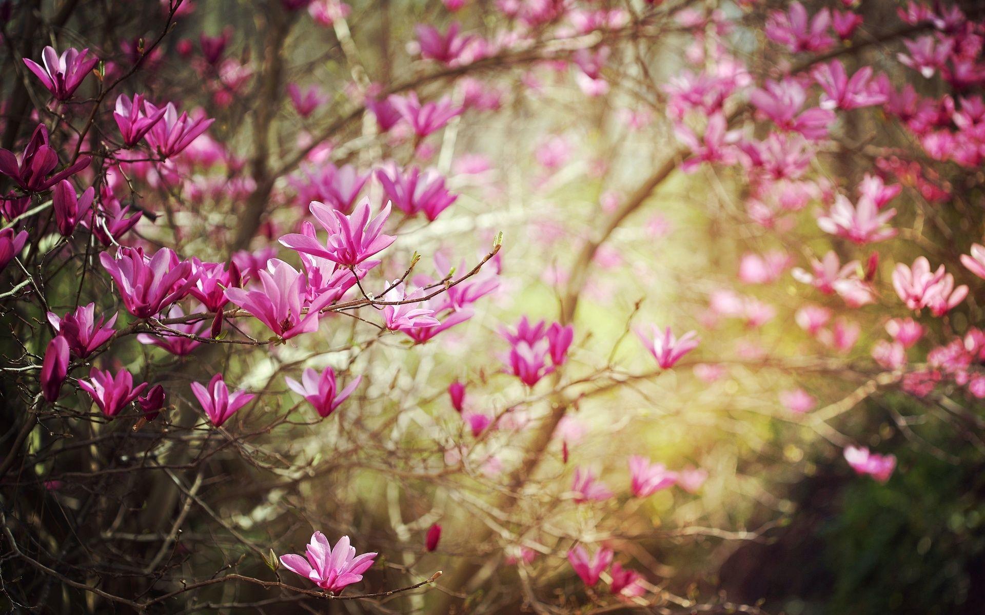Hình nền thiên nhiên mùa xuân 1920x1200