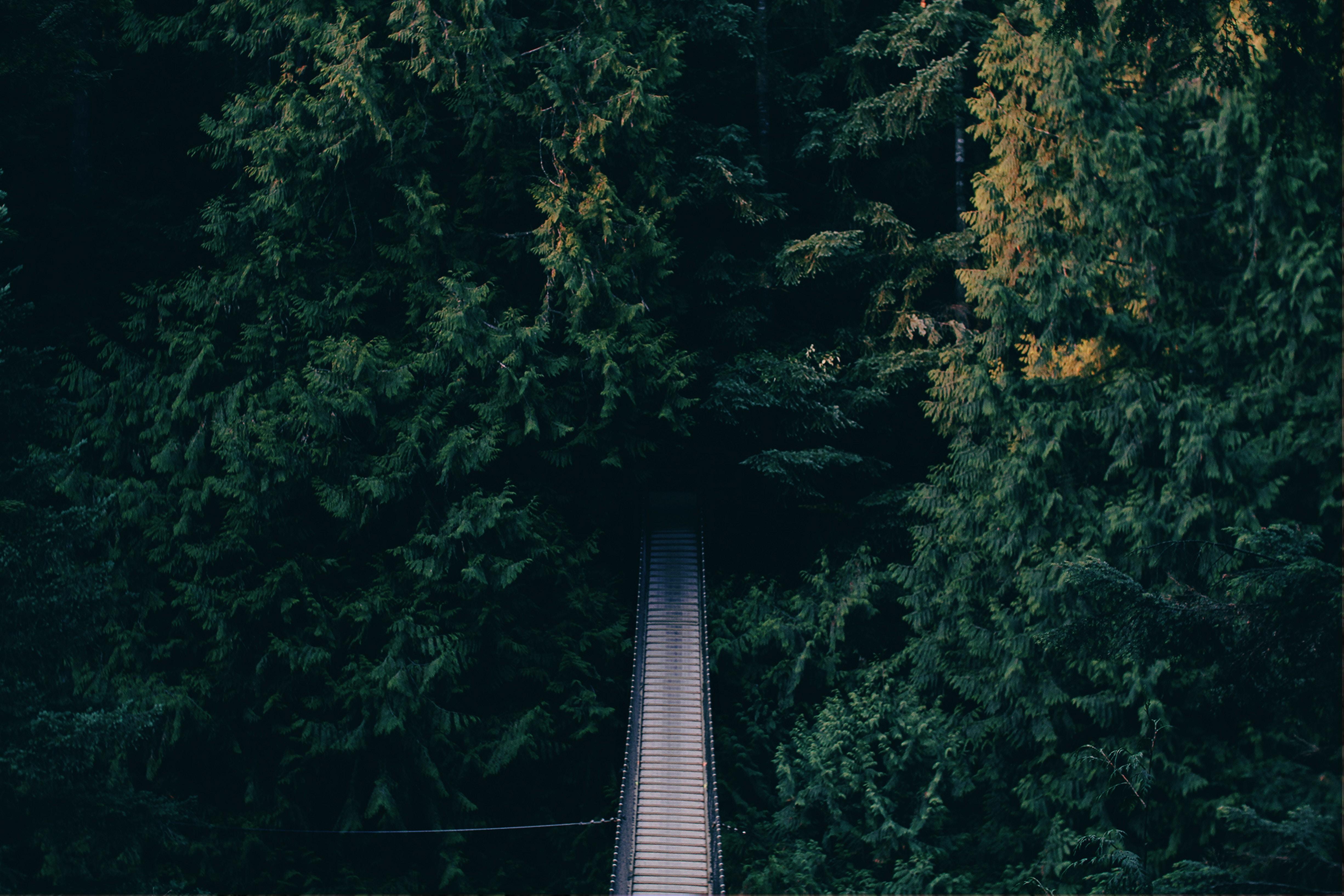 4902x3268 4902x3268 trees, landscape, wood, bridge, nature, forest, desktop background, desktop wallpaper, wallpaper, summer, wallpaper, vancouver, amazing wallpaper, calm, green, tree, Free image, tranquil, desktop background, canada Gallery