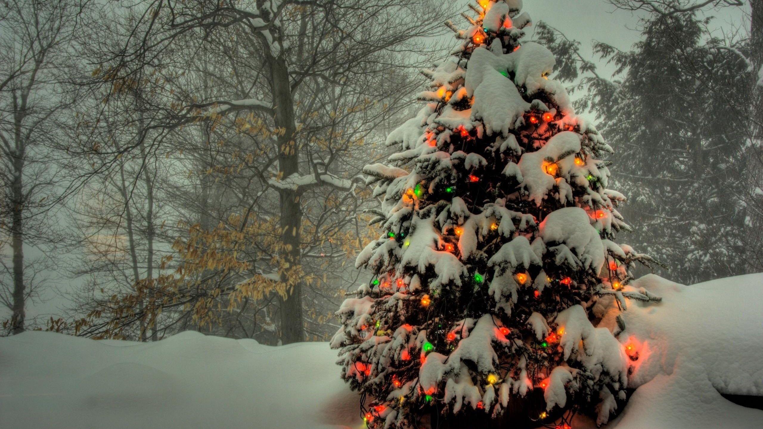 2560x1440 Download wallpaper 2560x1440 tree, garland, new year, christmas, trees, snow, winter, holiday widescreen 16:9 HD background