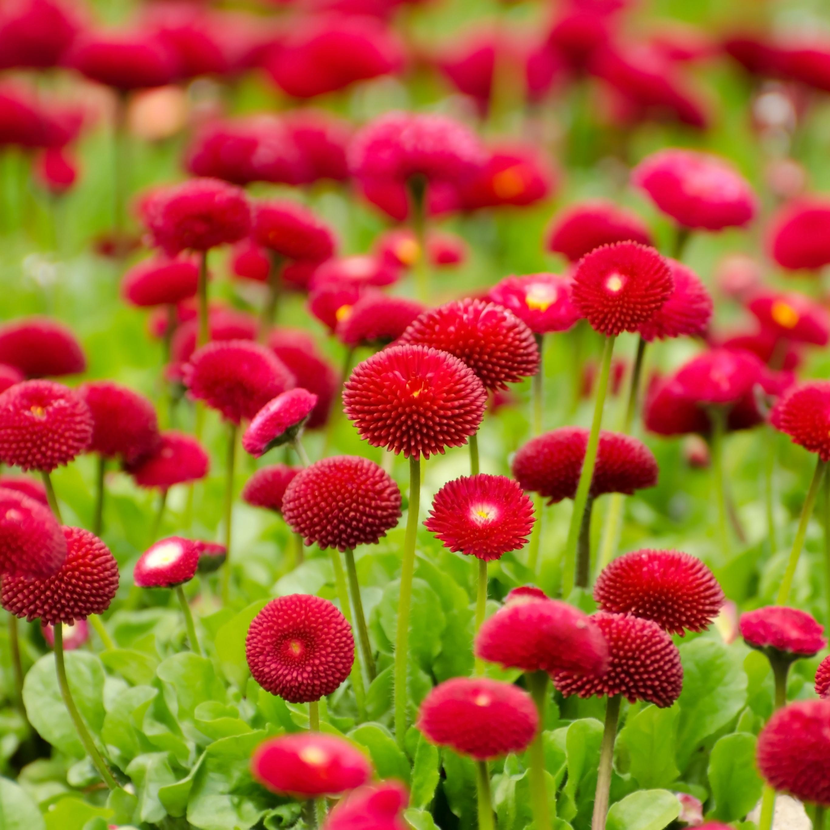 2732x2732 Red flowers Wallpaper 4K, Blossom, Spring, Bloom, Flowers