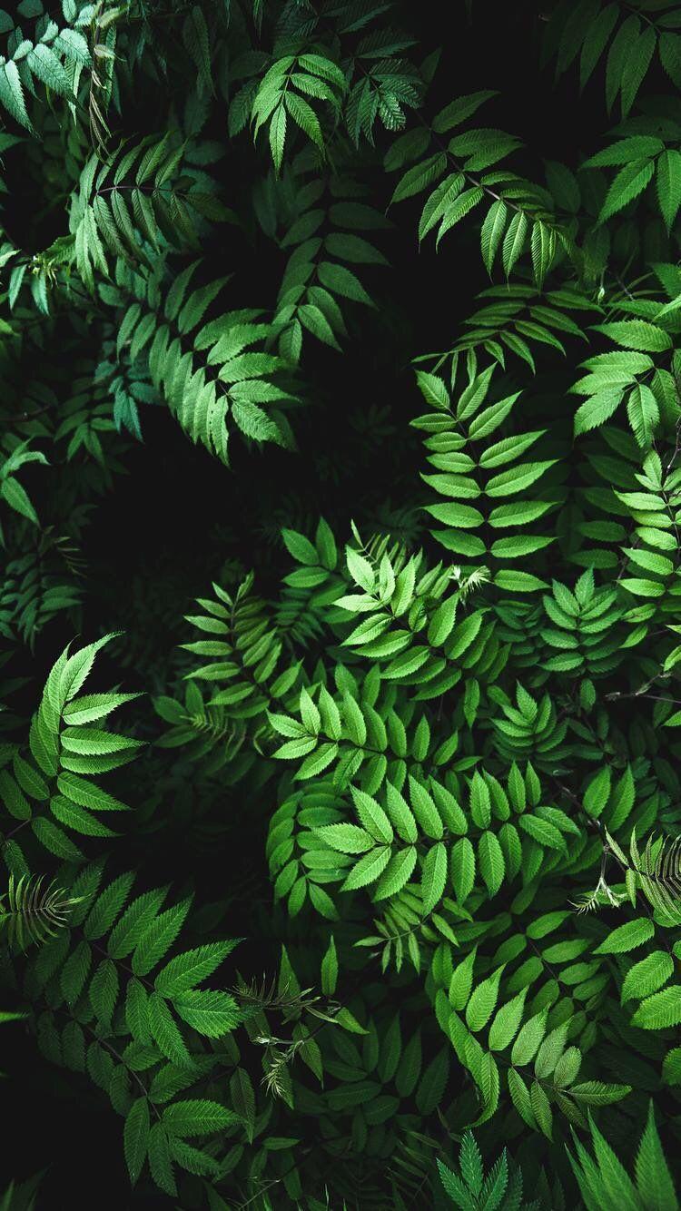 Green Leaves Wallpapers - Top Những Hình Ảnh Đẹp